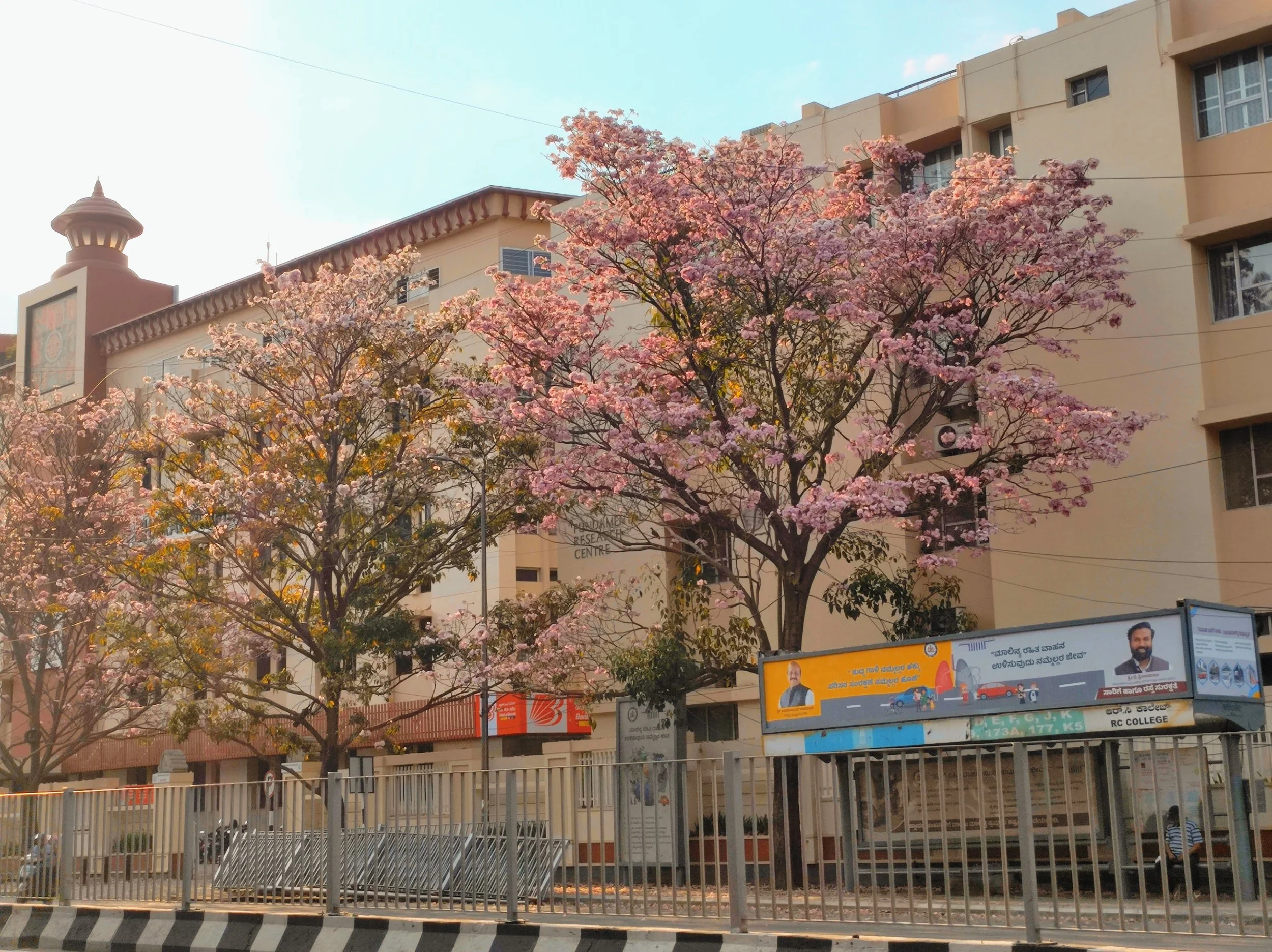 Aditi N_Raste_sunset_glow_blossoms.jpg