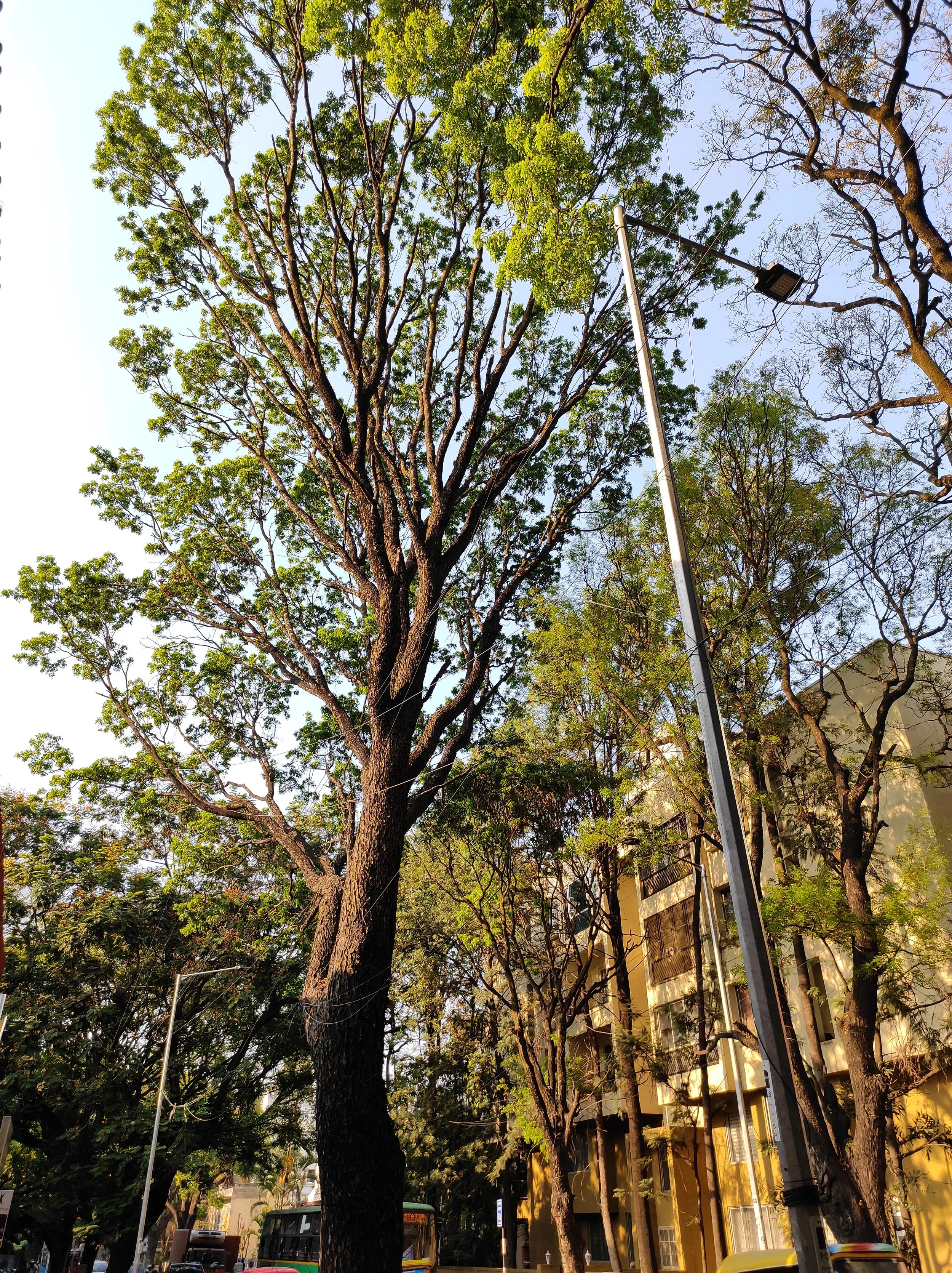 Aditi N_Raste_tree_highlight.jpg