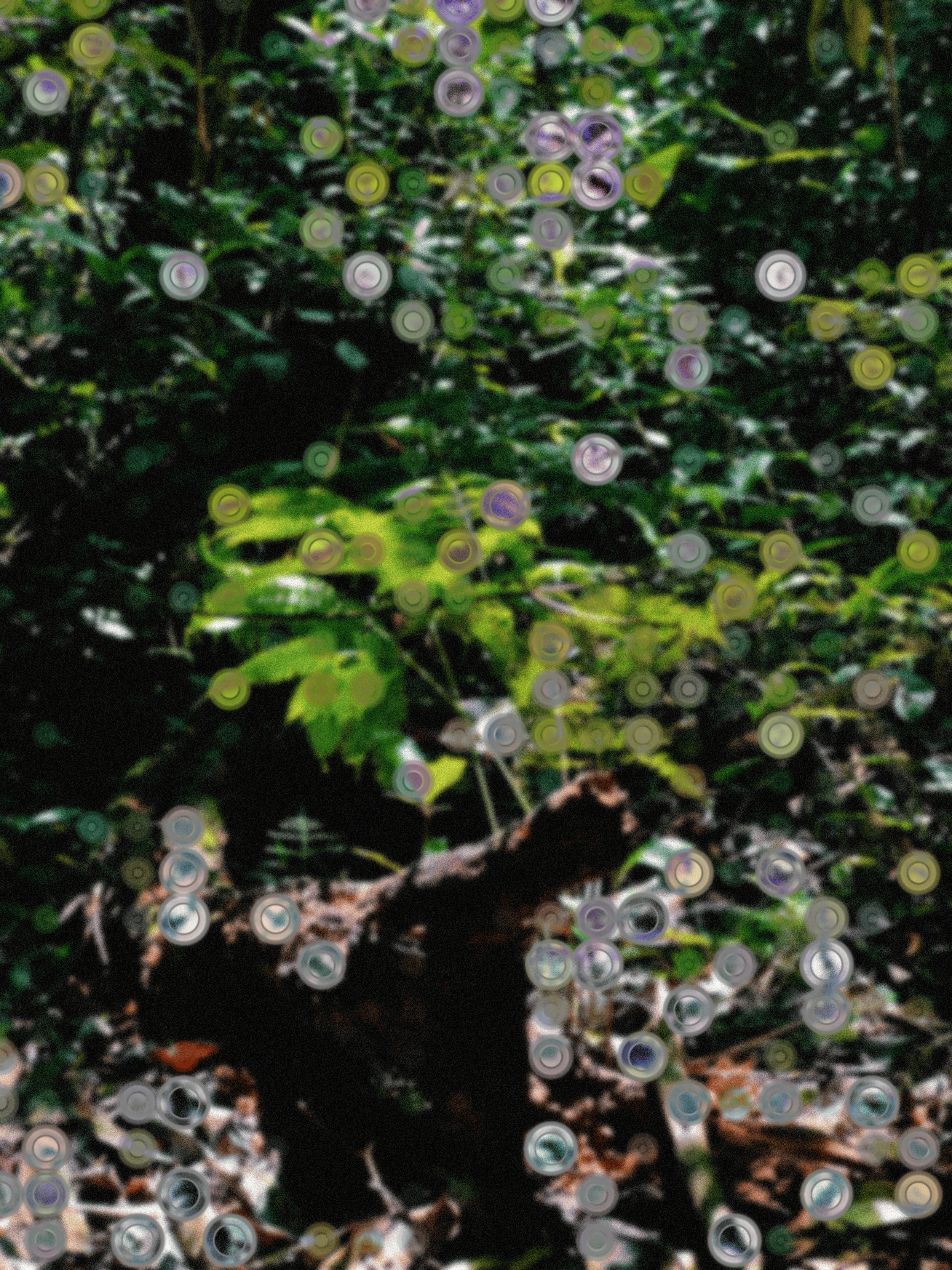 Walk into a Fragmented Forest | Entangled Ecosystems Showcase 