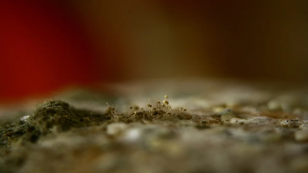 "Hambúrguer" de Diego De los Campos