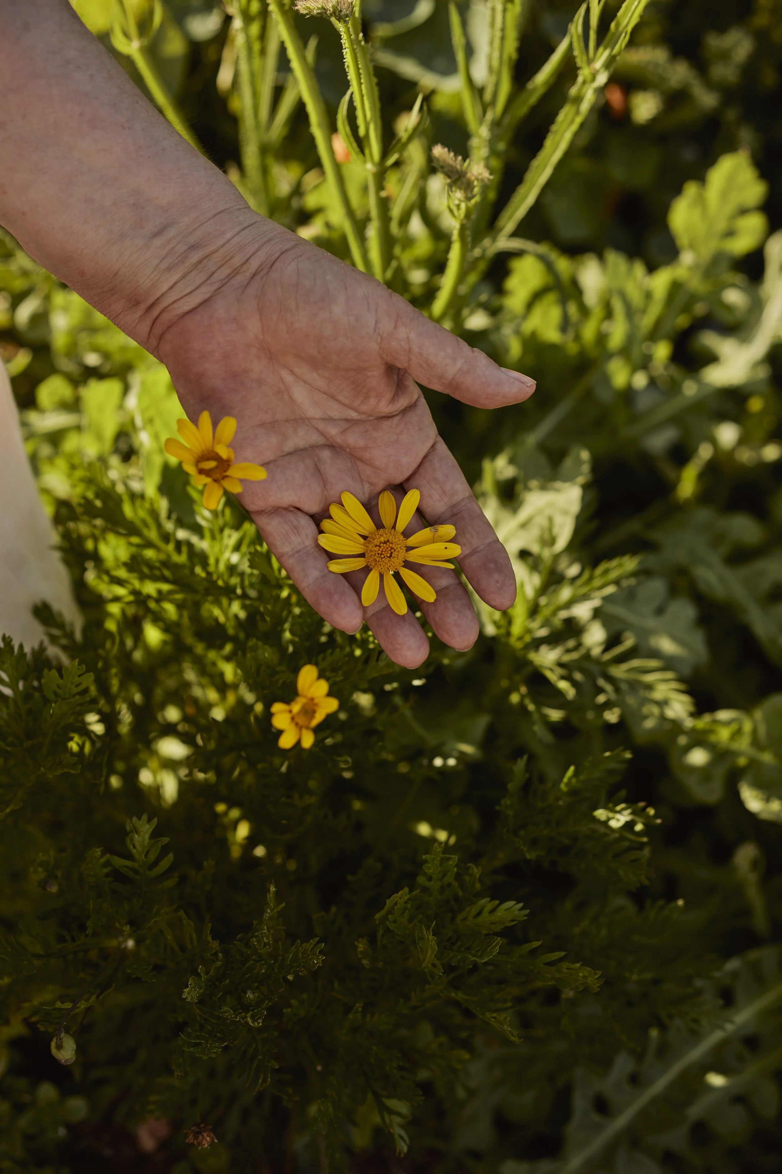 LaPaloma_Garden_0032.jpg
