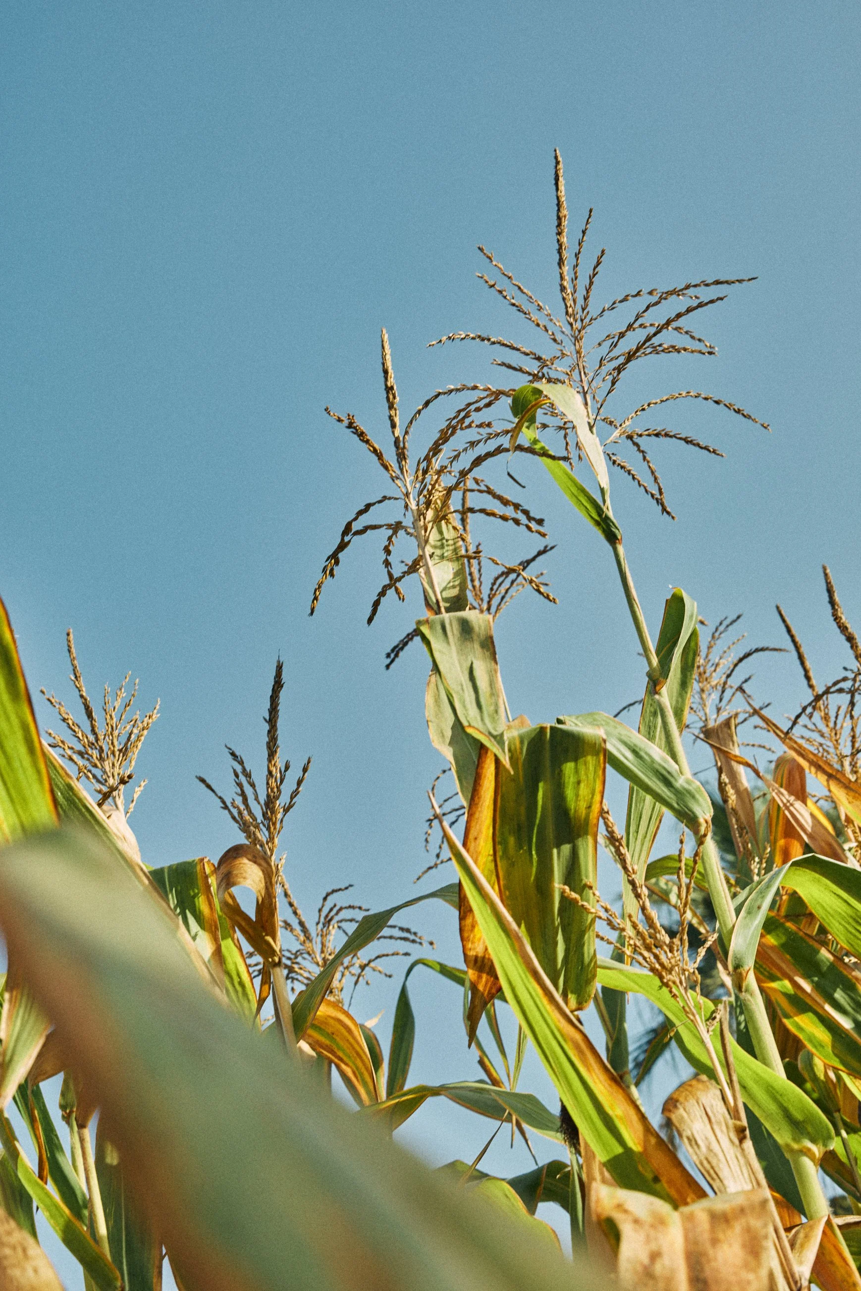 Garden_017.jpg
