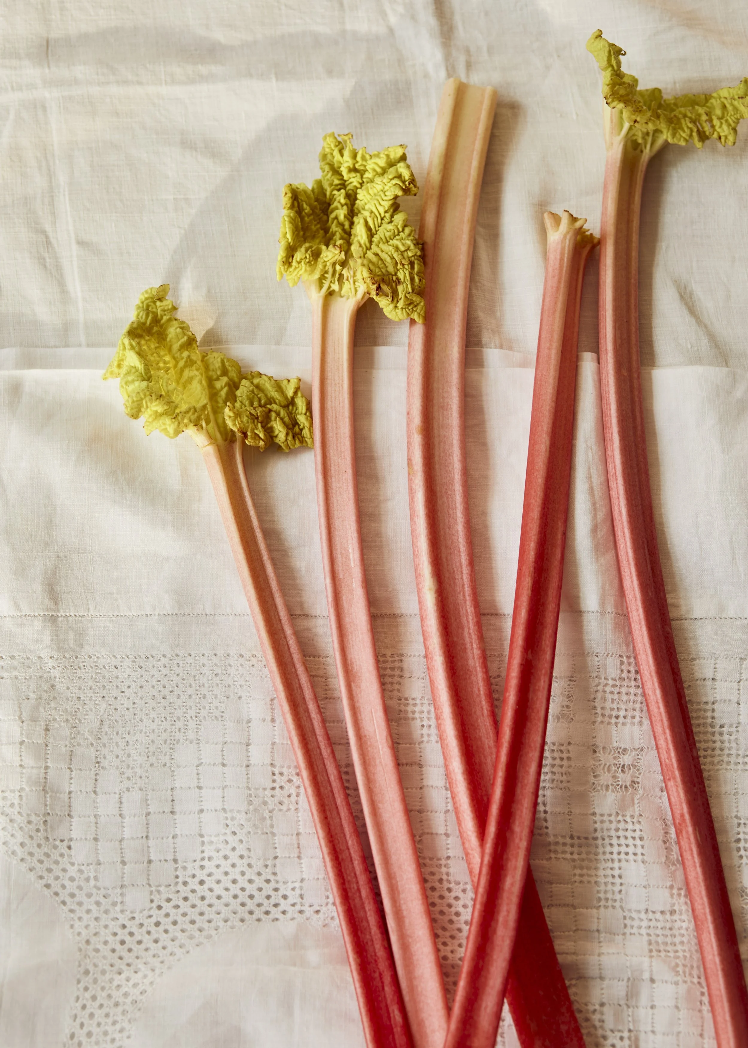 1-Rhubarb_008 1.jpg