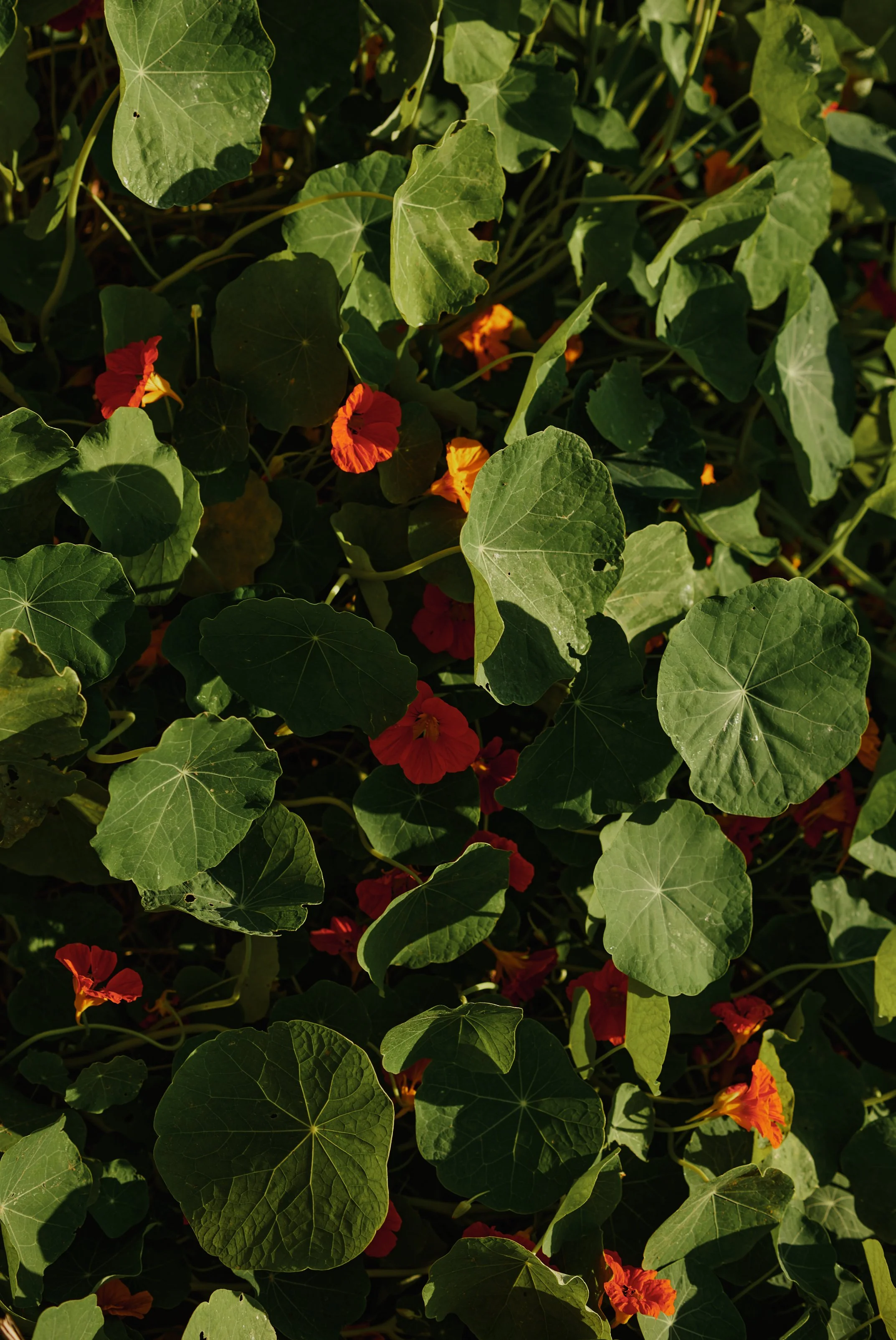 2025_04_09_CasaLatina_9_Garden_596.jpg