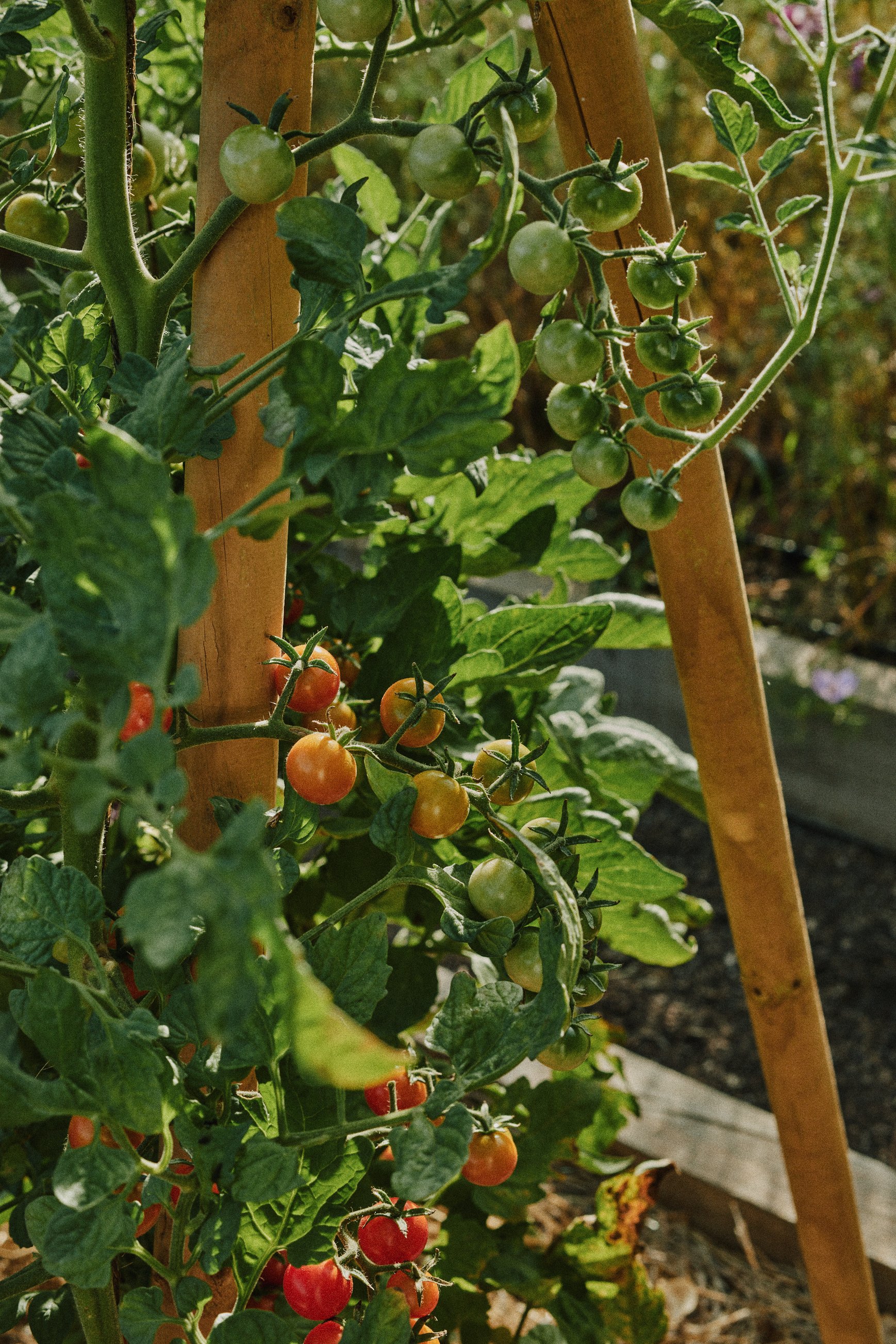 Garden_031.jpg