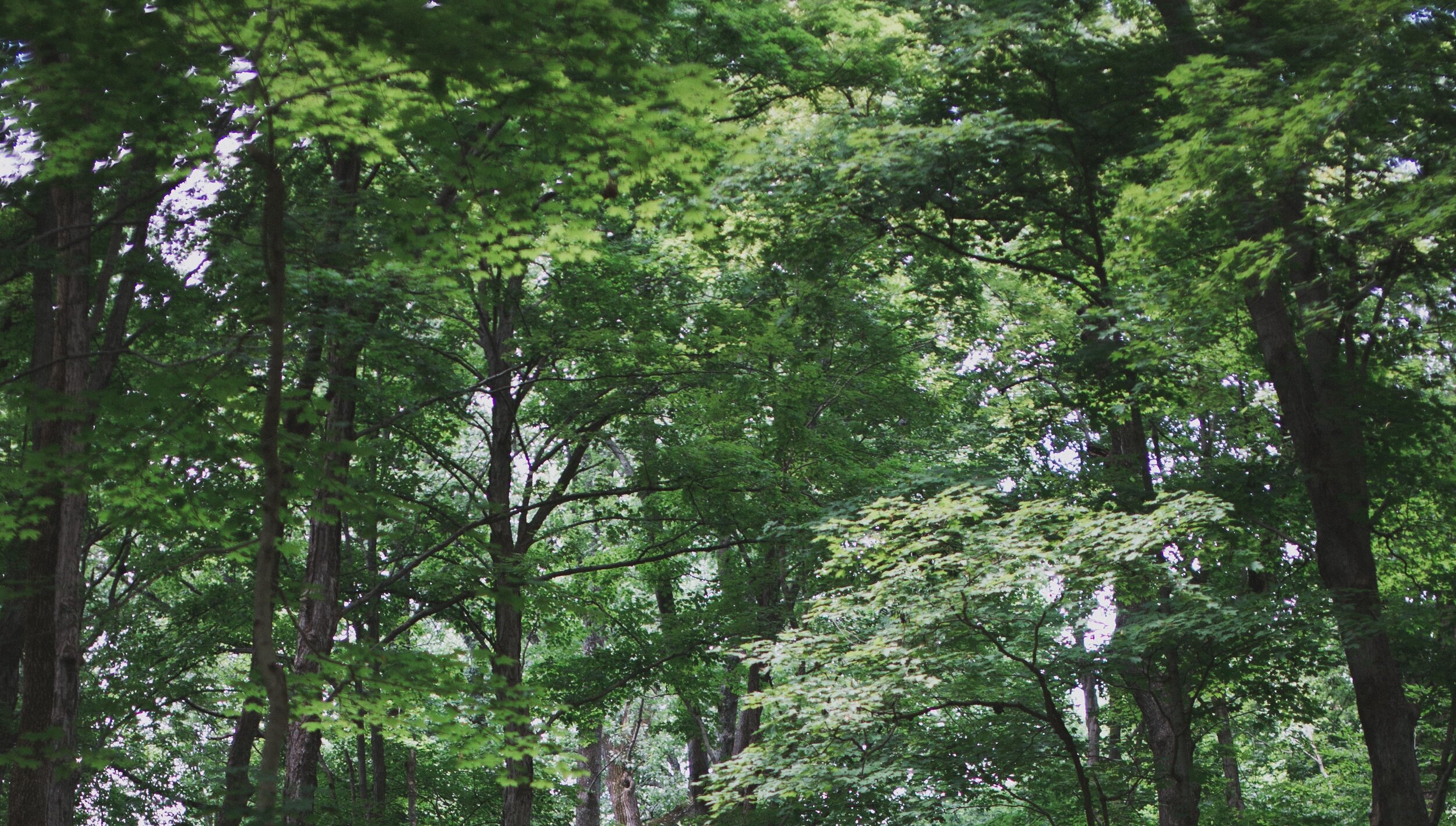 almindelige træer cropped.jpg