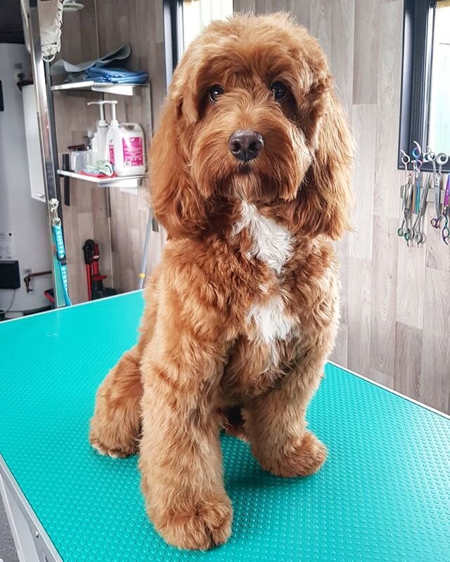 Handsome boy Basil had his before &amp; after 🥰
Can you believe he always falls asleep having his face trimmed!!😚🐾 #cockalierpoo #cockalierpoodles #cockalierpooofinstagram #cockalierpoopuppy  #cockaliersofinstagram #cockalier #cockapoosofinstagram
