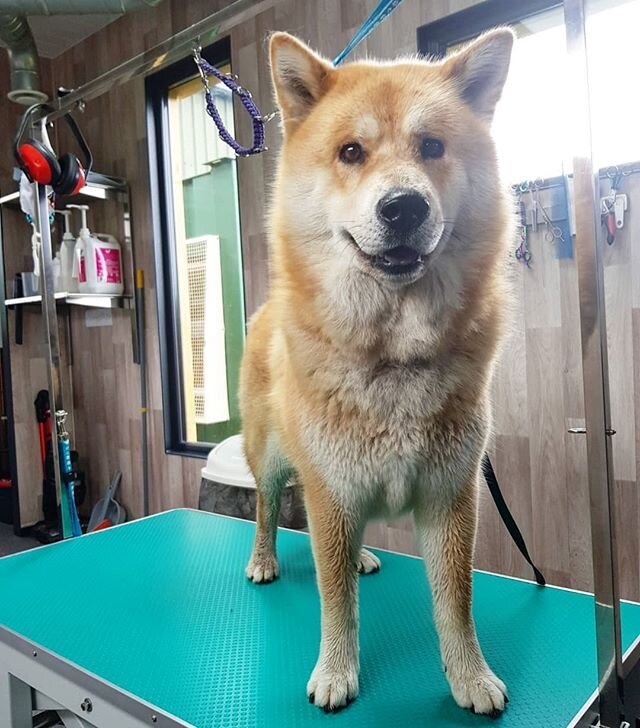 Beautiful Winnie came for her bath &amp; brush today❤ 
Even she looks surprised at all that hair!!🤩 #chowski #chowskiesofinstagram #chowskisofinstagram #chowsky #chowskysofinstagram #chowskilove #dogstagram #dogsofinsta #dogsofcheshire #doggroomerso