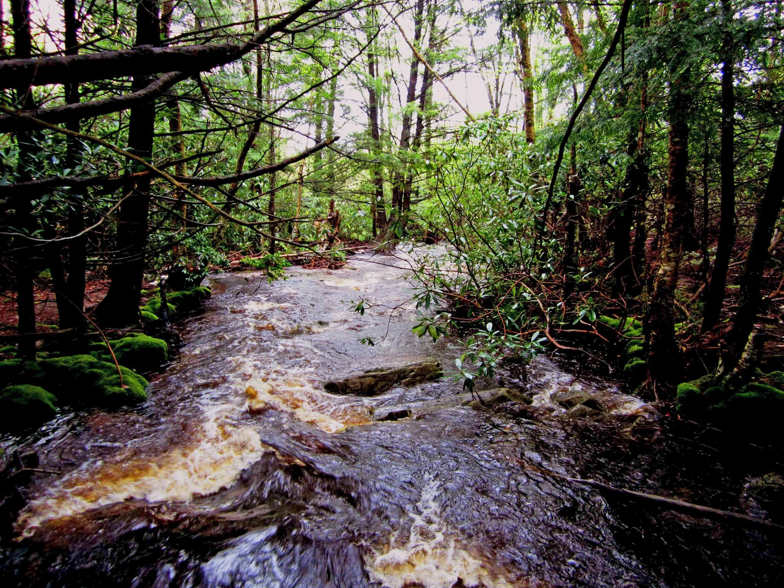 Happy Birthday Appalachian Forest National Heritage Area!