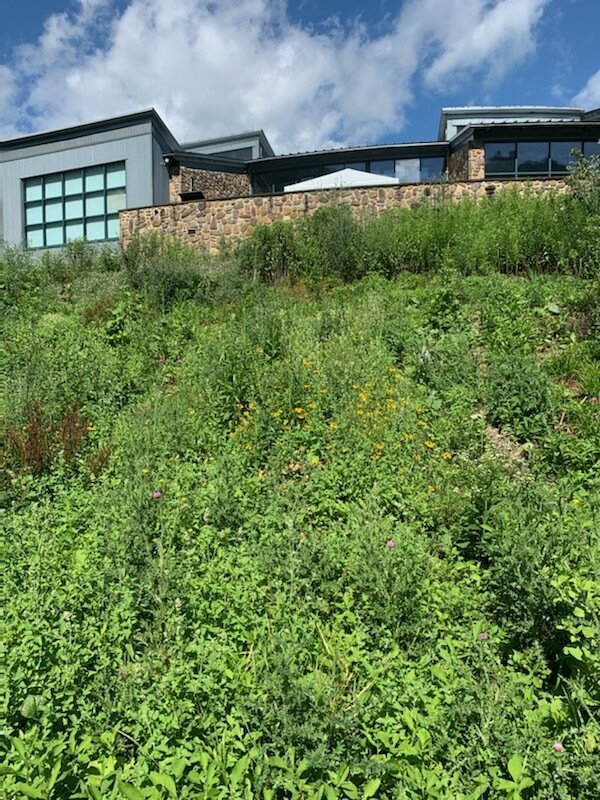Lessons from the Seneca Rocks Pollinator Garden