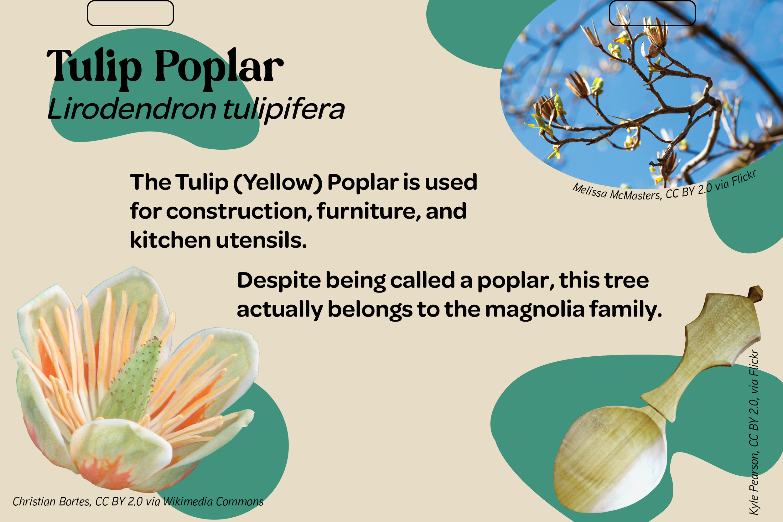 Tulip poplar flip2.png