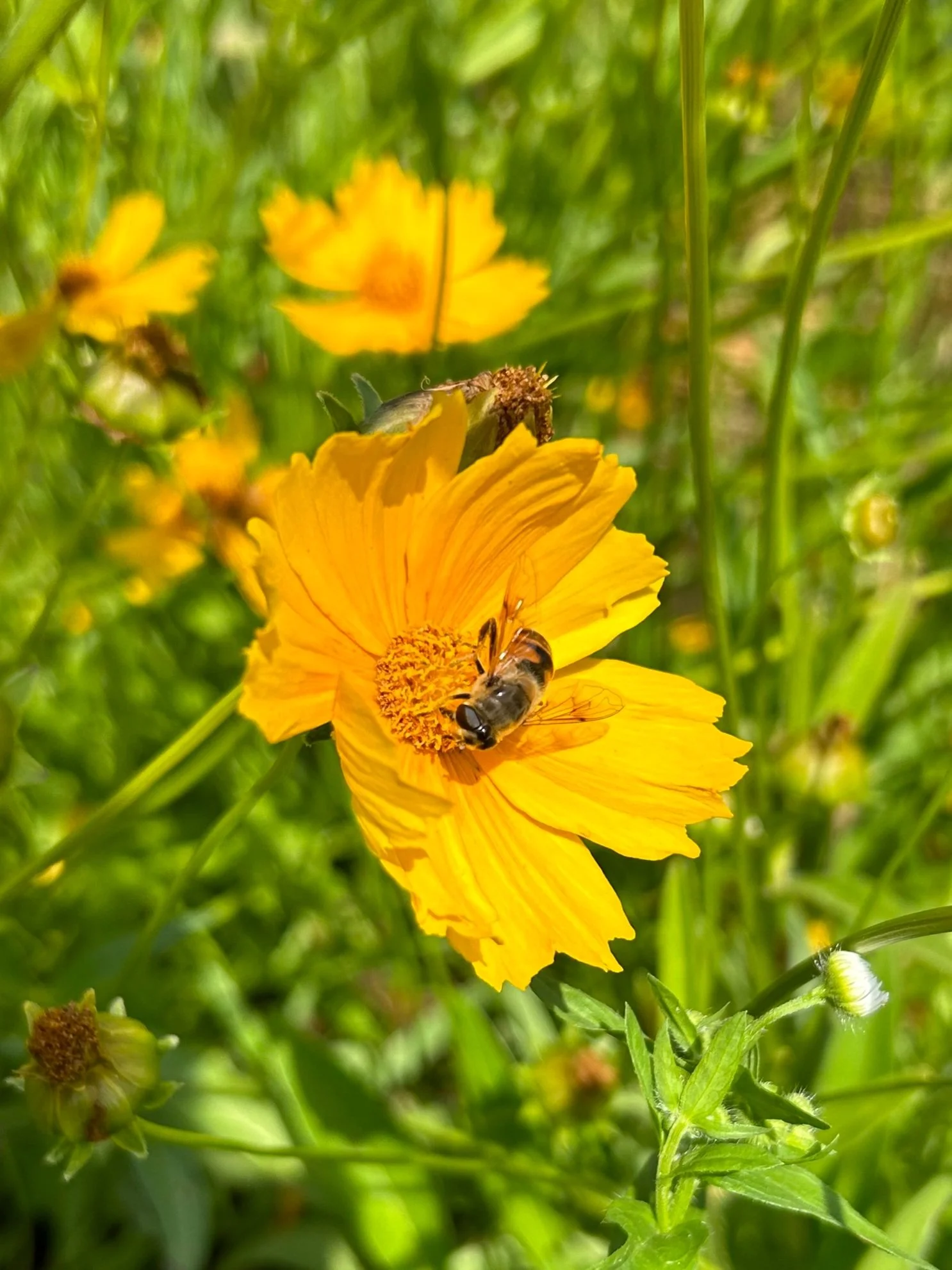 Reintroducing the Pollinator Initiative