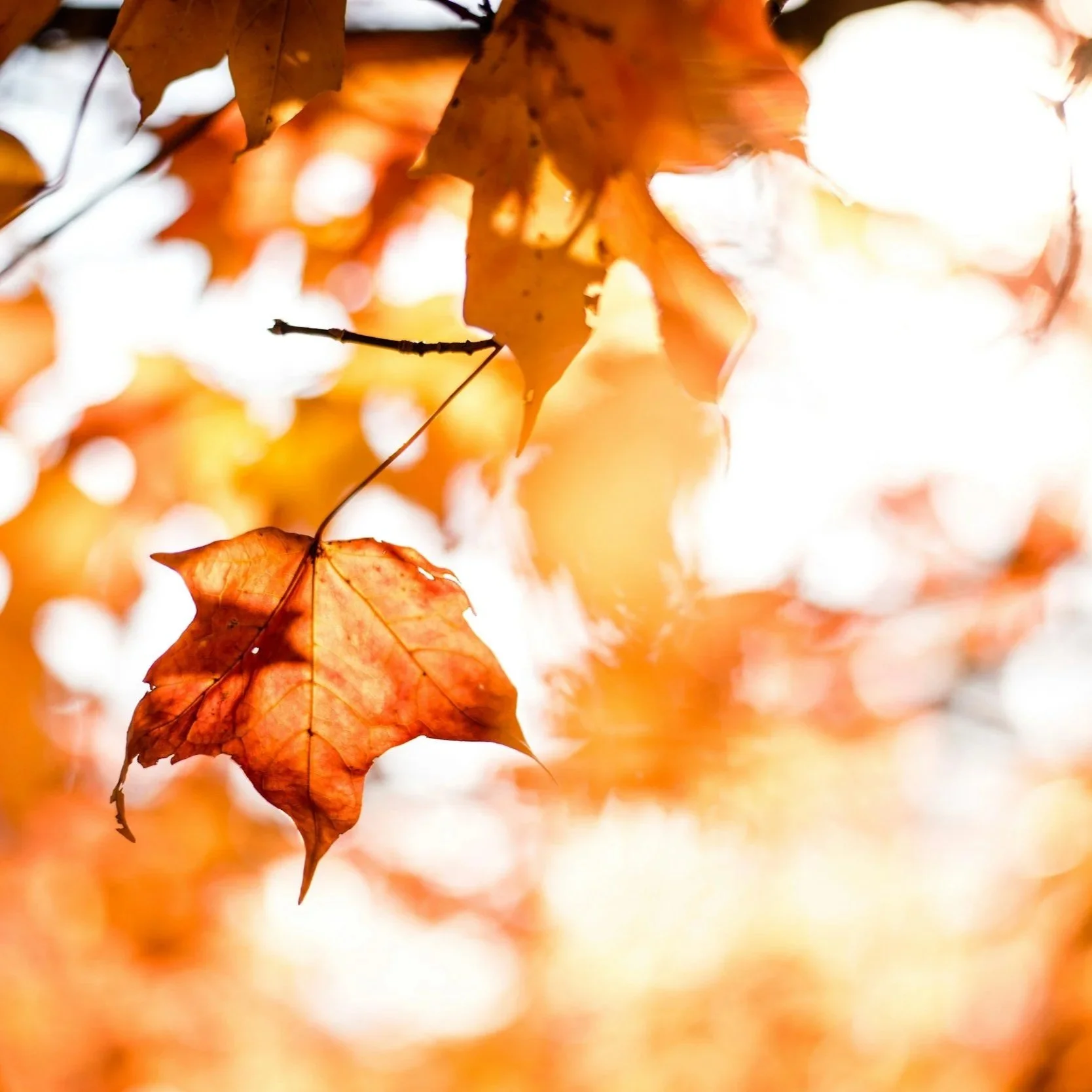 A close up of orange Autumn leaves.