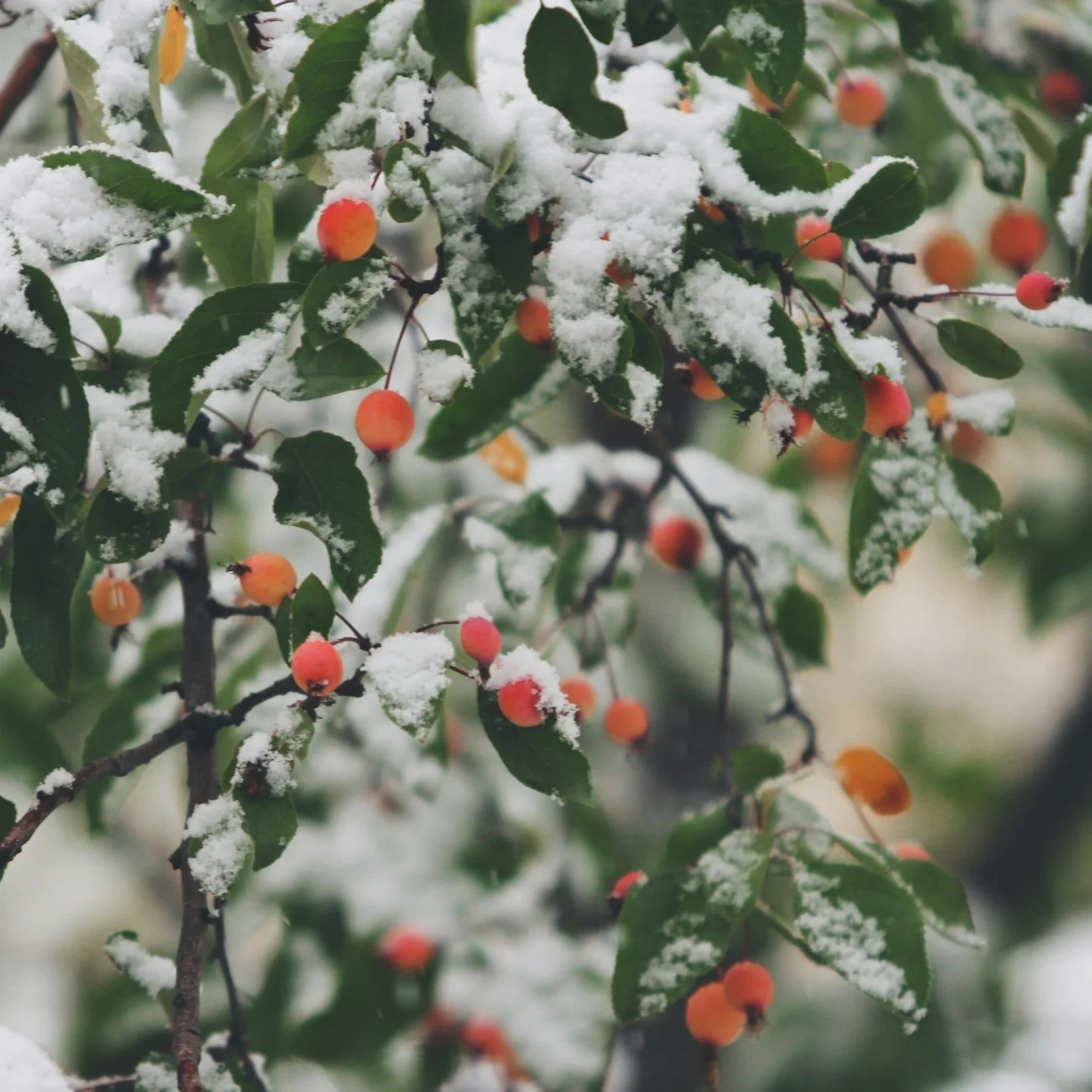A branch with red berries covered in snow.