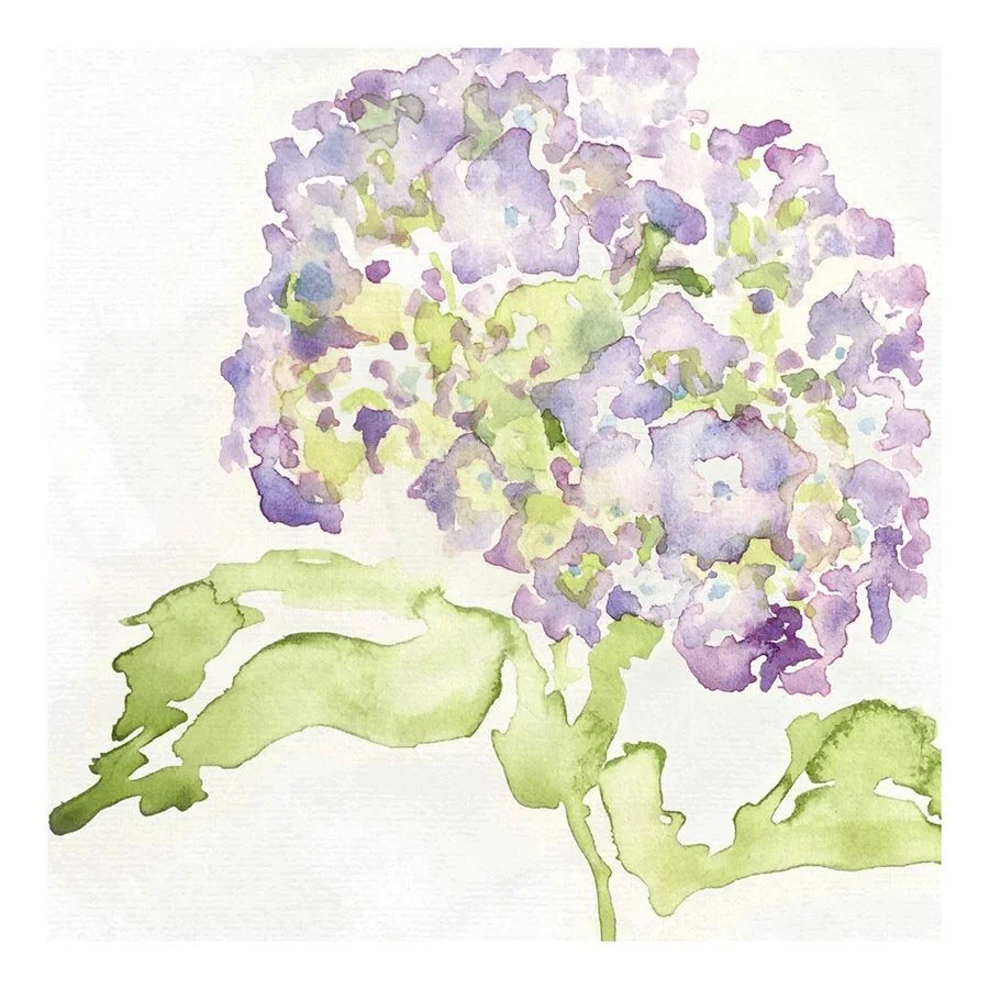 hydrangea-watercolour-print.jpg