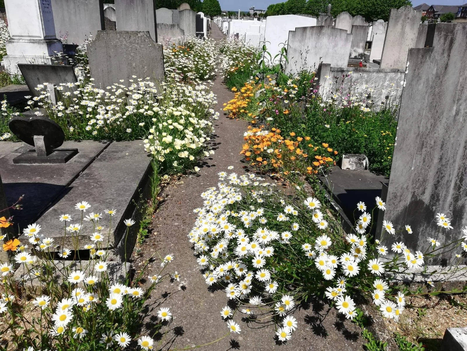 Behind closed gates, nature blooms. A coronavirus update