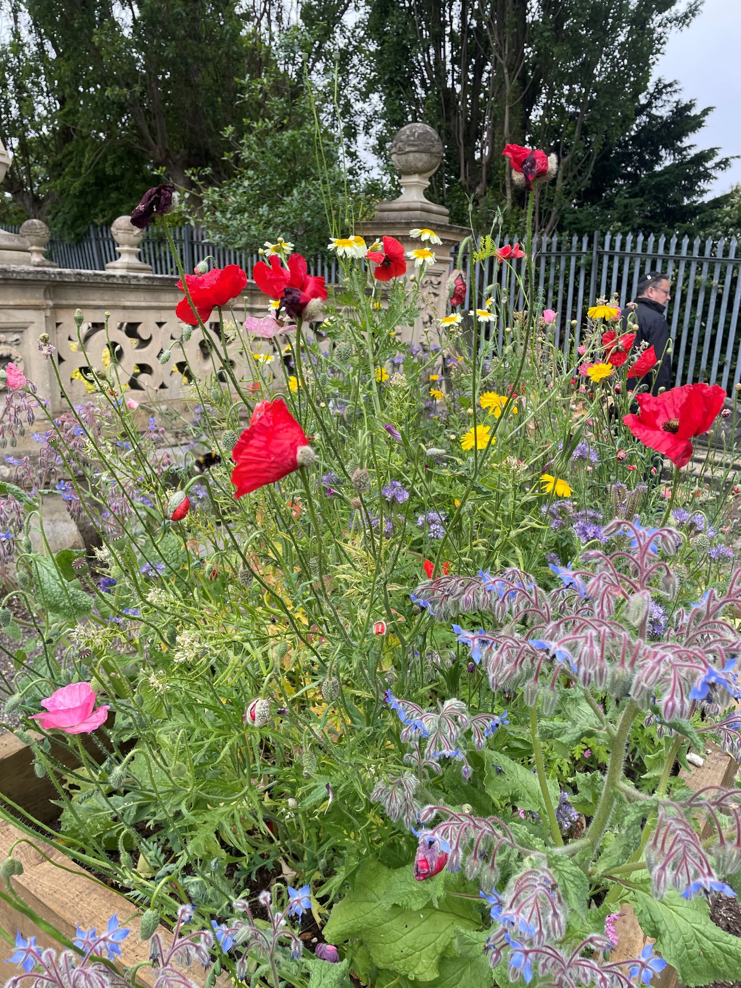 wildflower summer.jpg