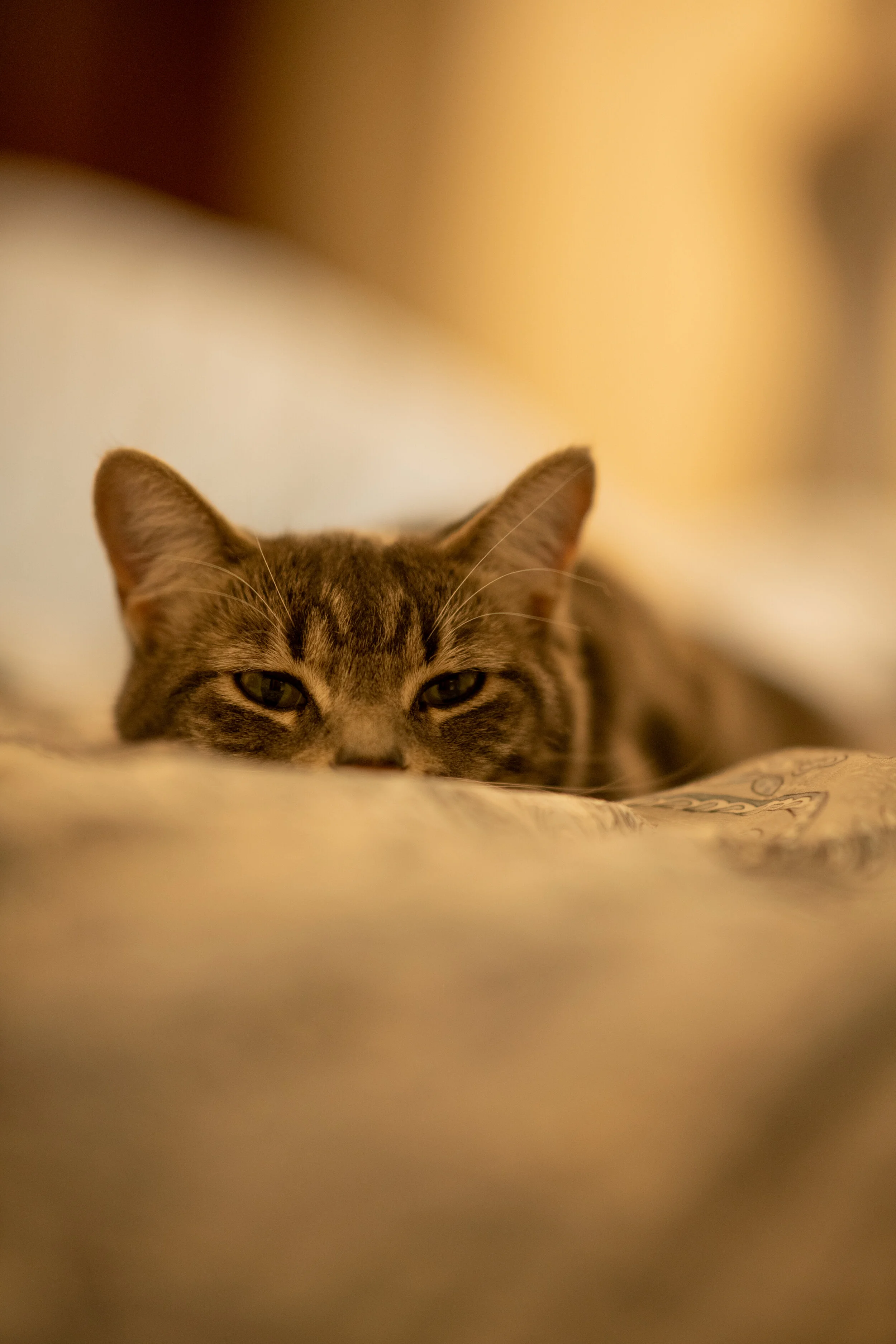 20201001-DSC_1933.jpg