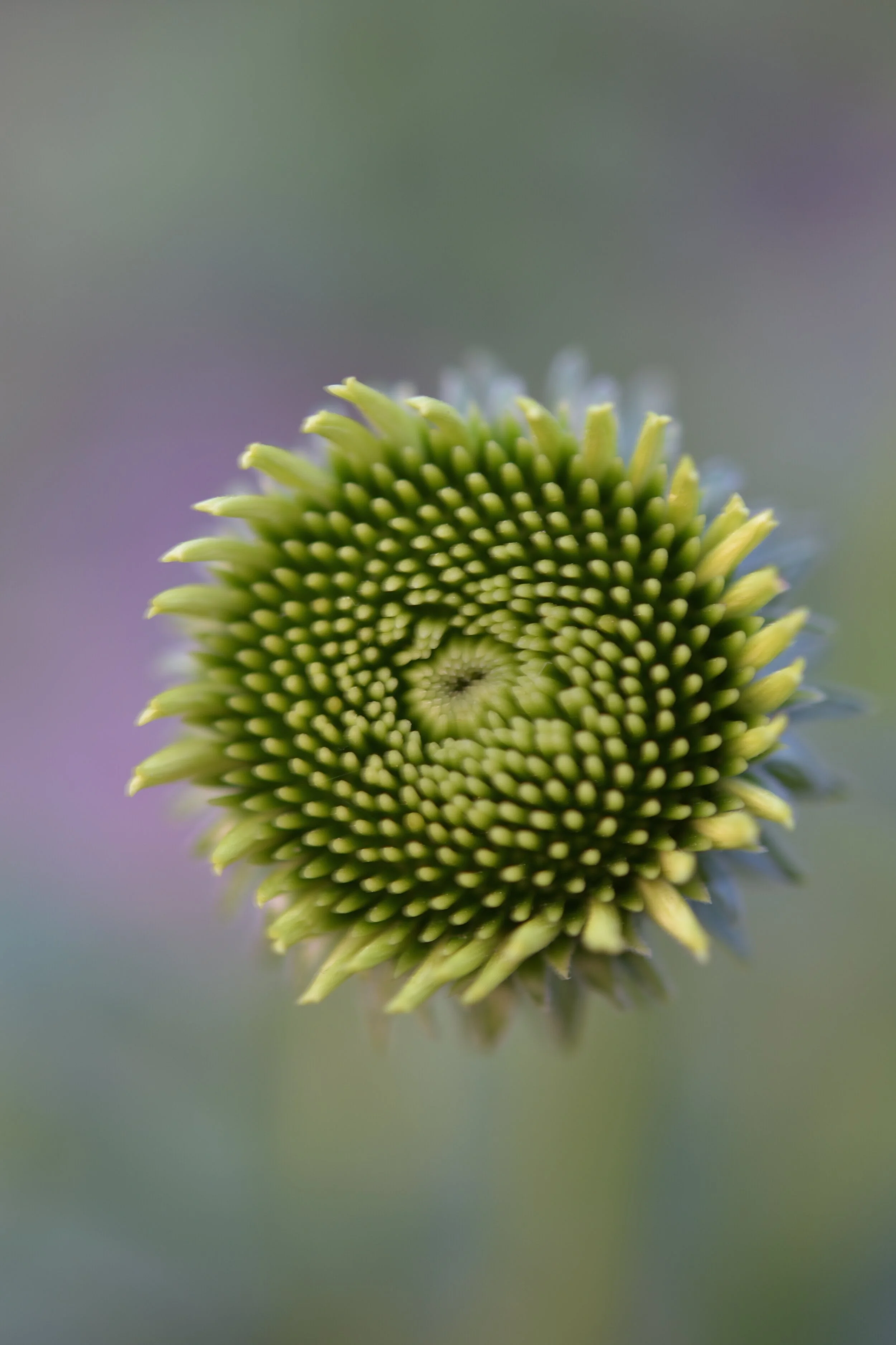 DSC_3741.jpg