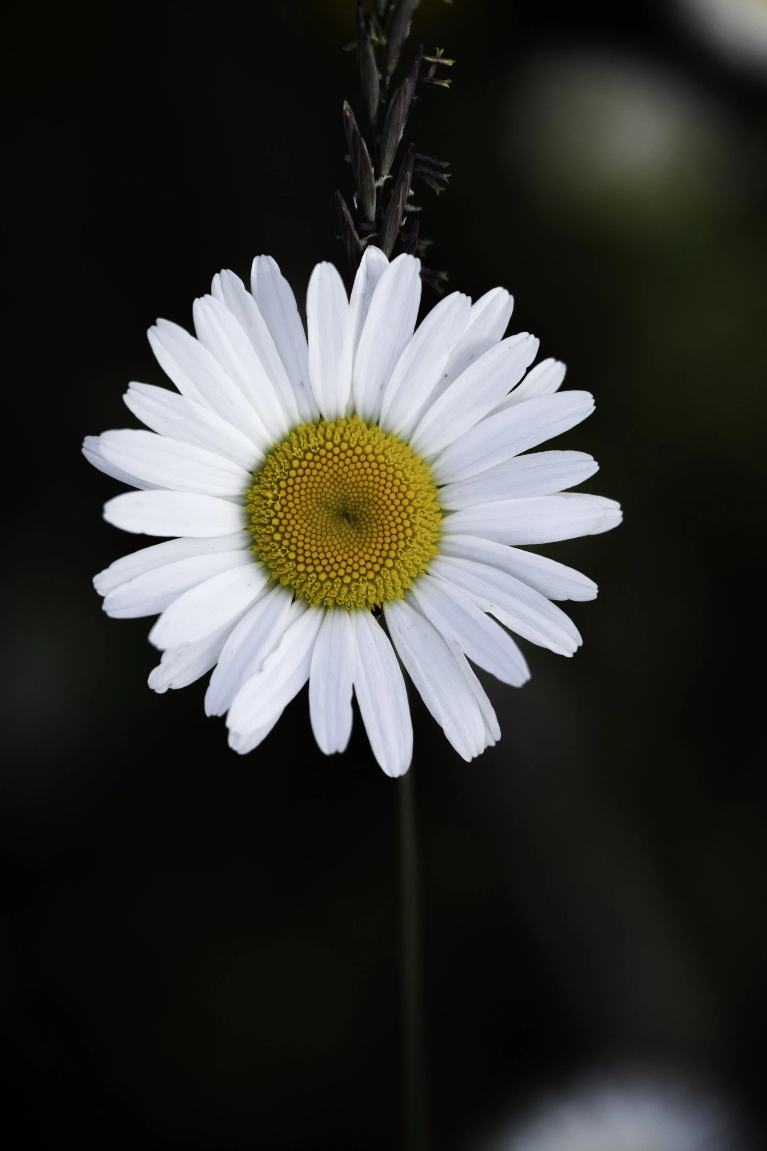 Z62_3940-Edit-Edit copy.jpg