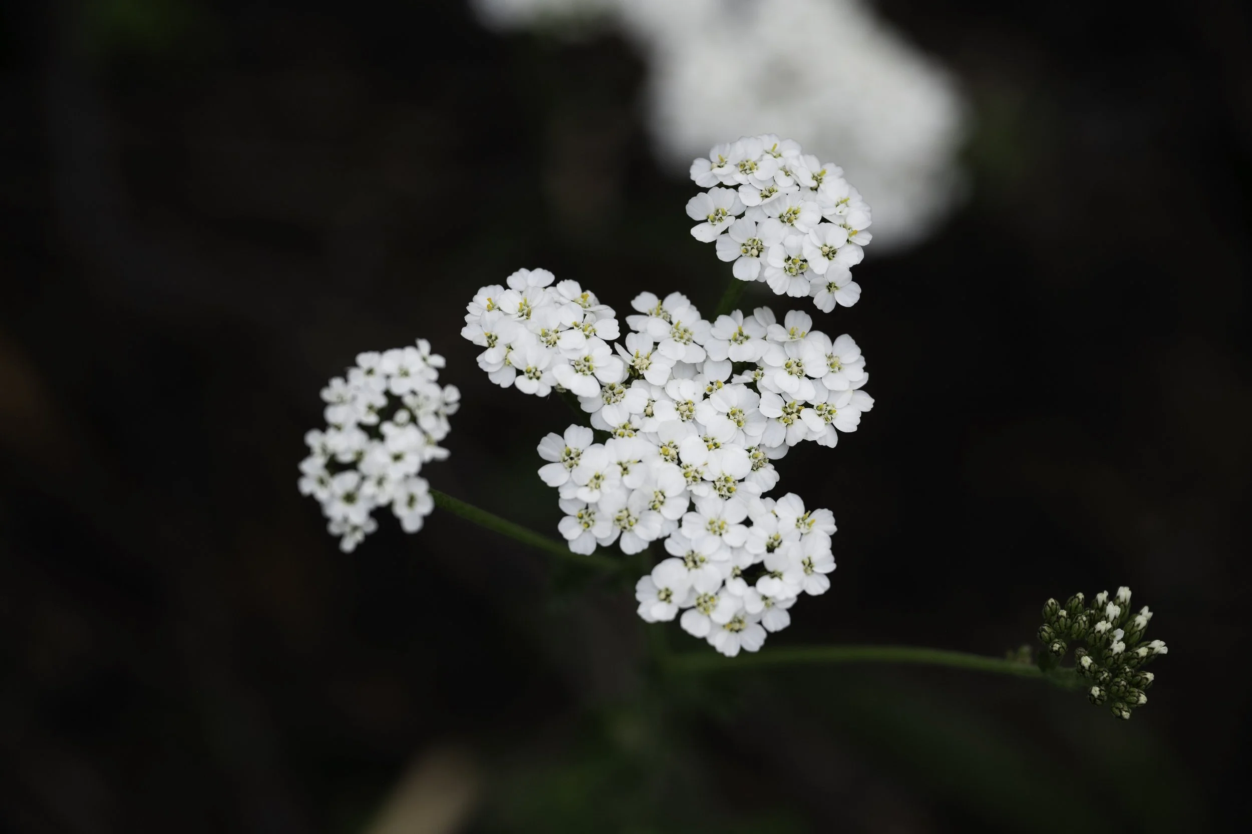 Z62_3720-Edit-2 copy.jpg