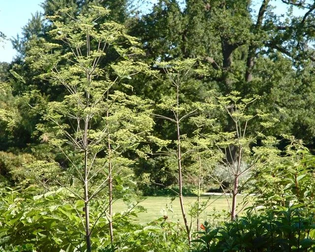 Peucedanum verticillare