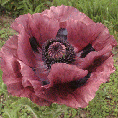 Papaver (Oriental Group) 'Patty's Plum'