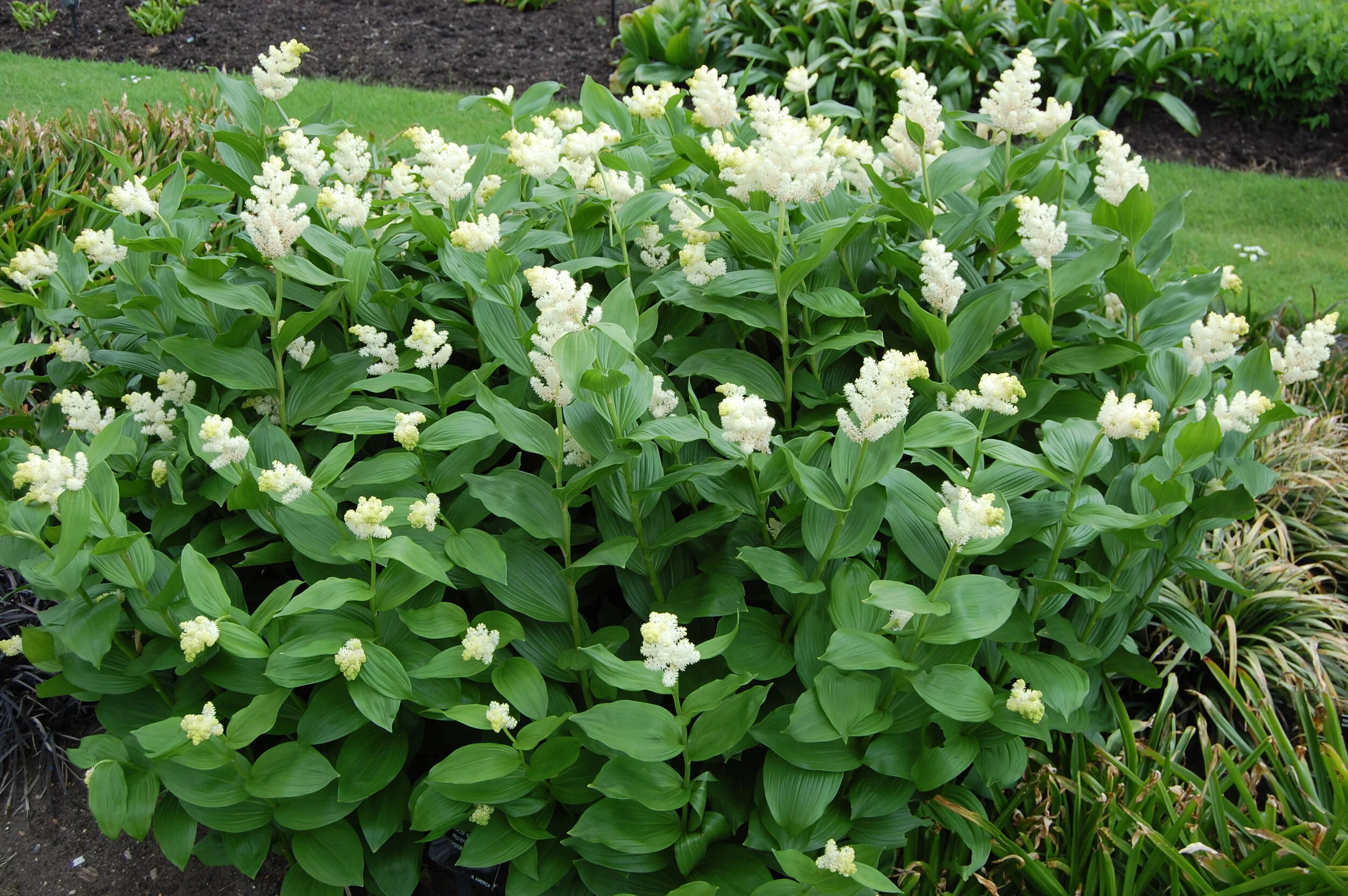 Maianthemum racemosum