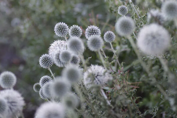 Echinops bannaticus 'Star Frost' 