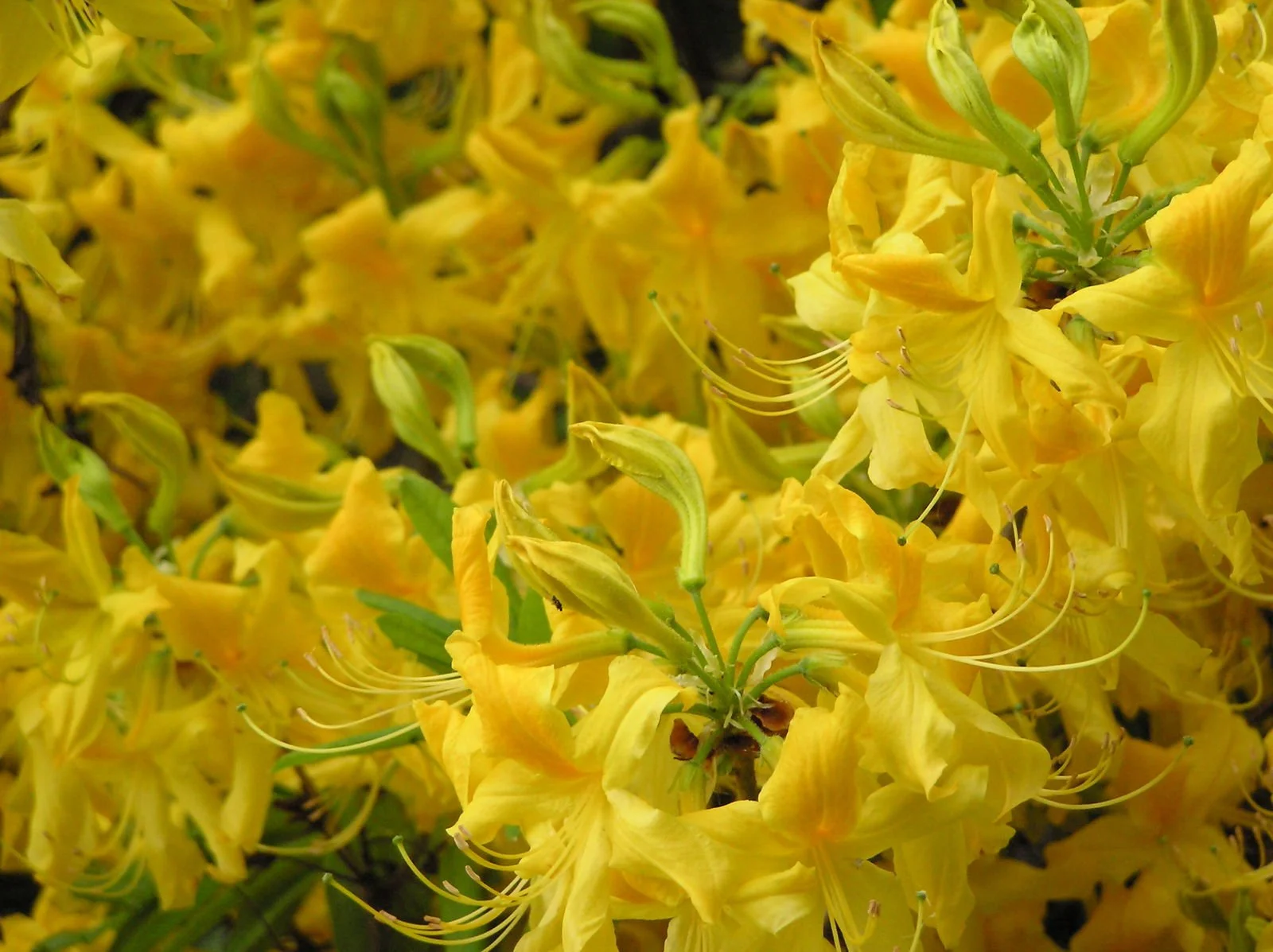 Rhododendron luteum