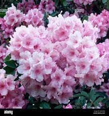 Rhododendron 'Pink Pearl'