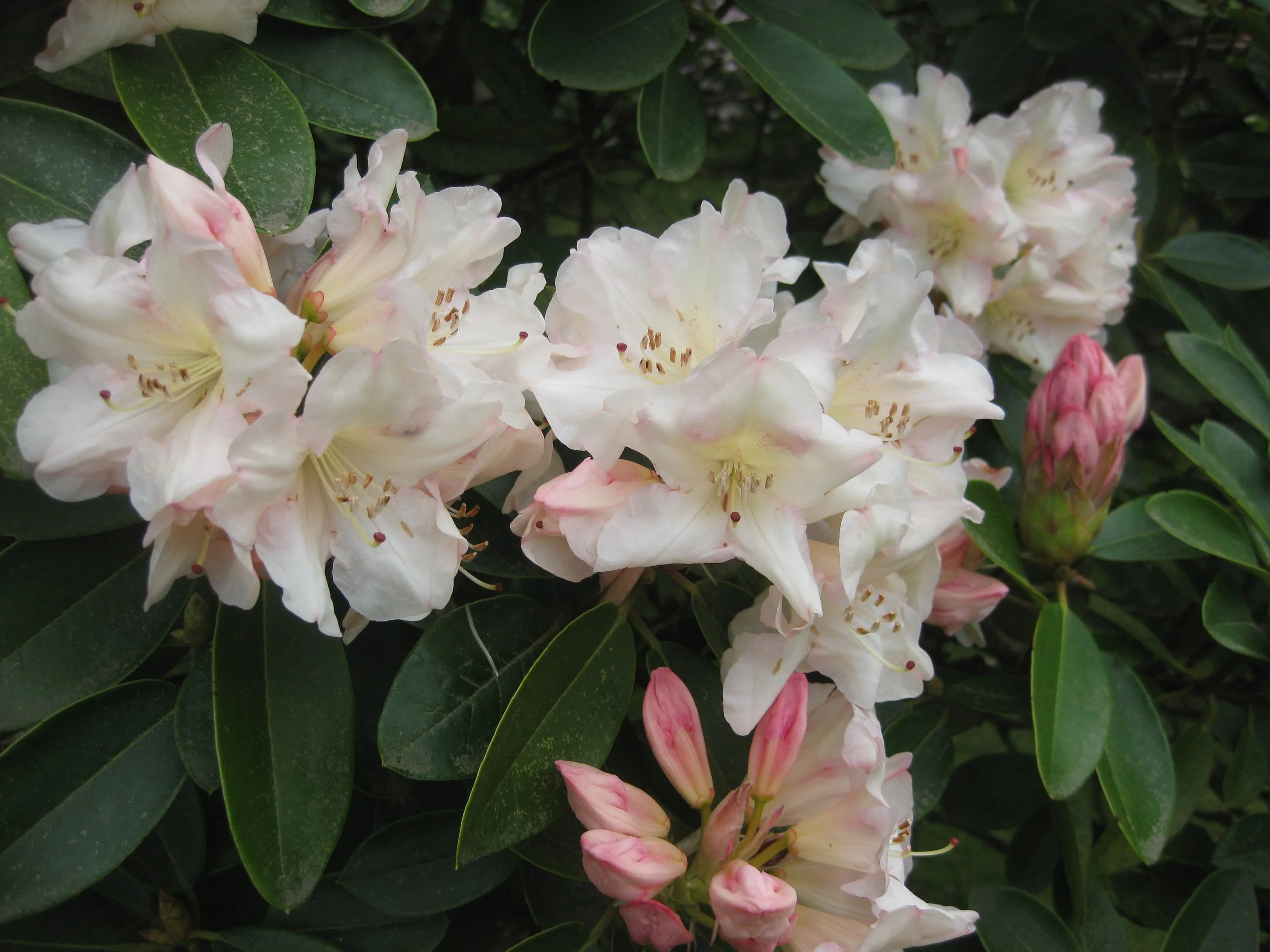 Rhododendron 'Unique'