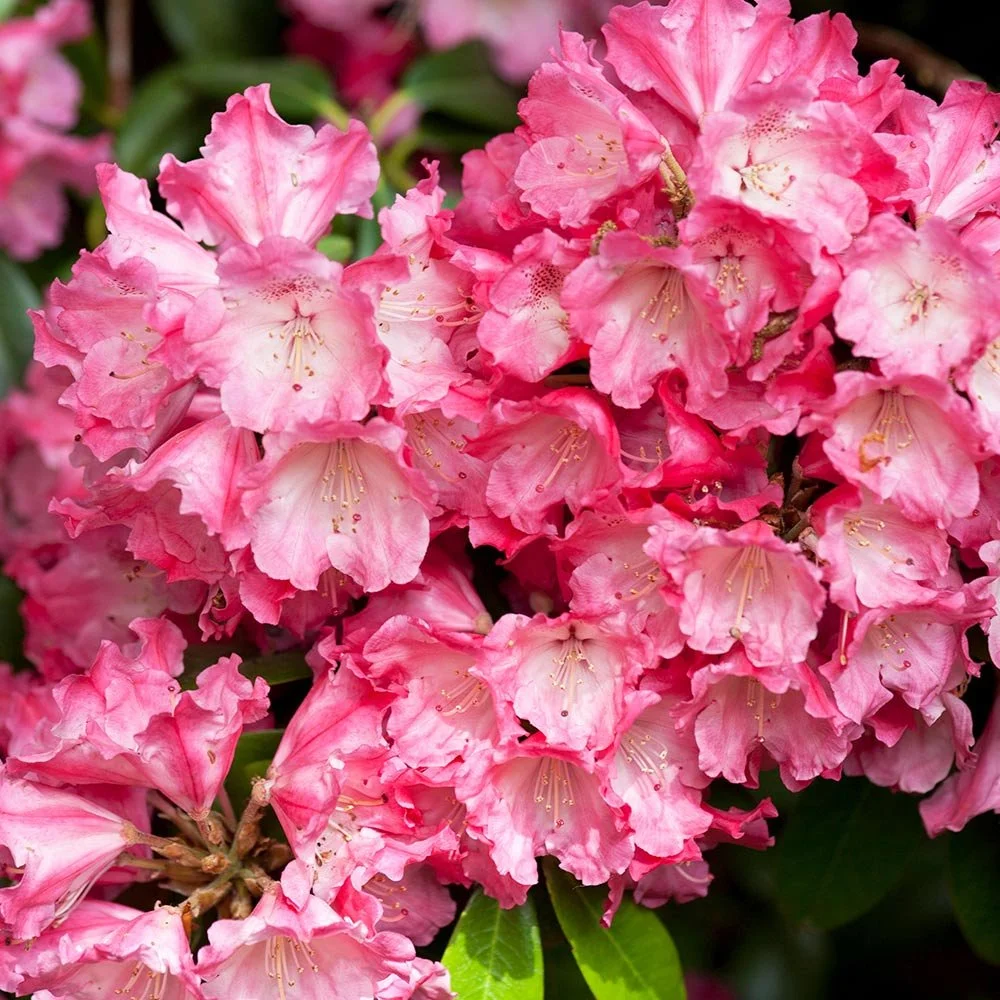 Rhododendron yakushimanum