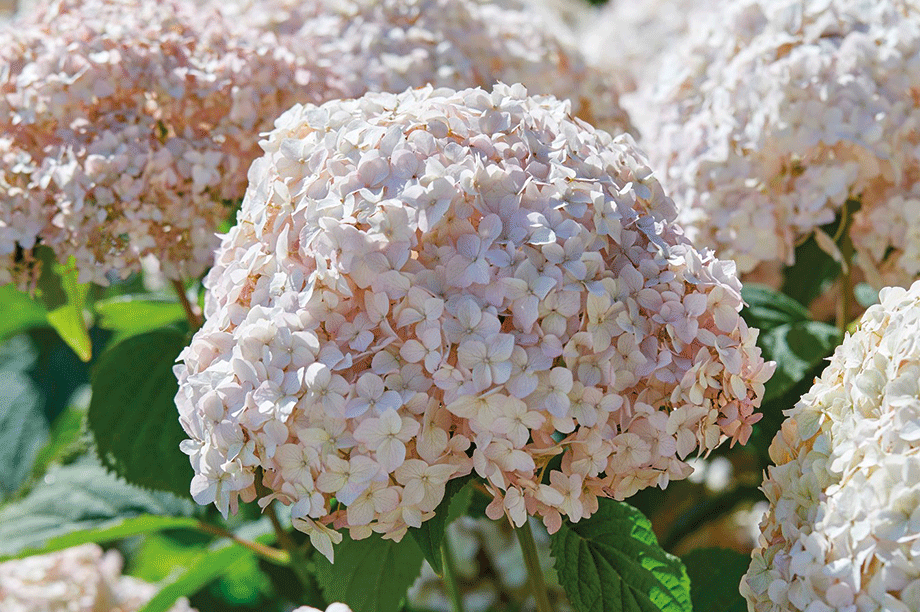 Hydrangea-Arborescens-Candybelle-Marshmellow3.gif