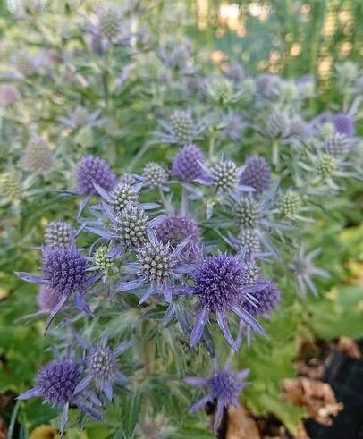 Eryngium planum 'Blue Hobbit'