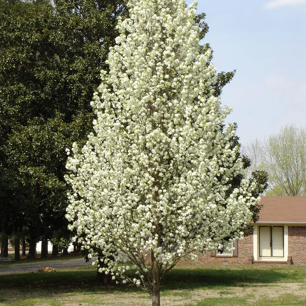 Pyrus calleryana 'Chanticleer'