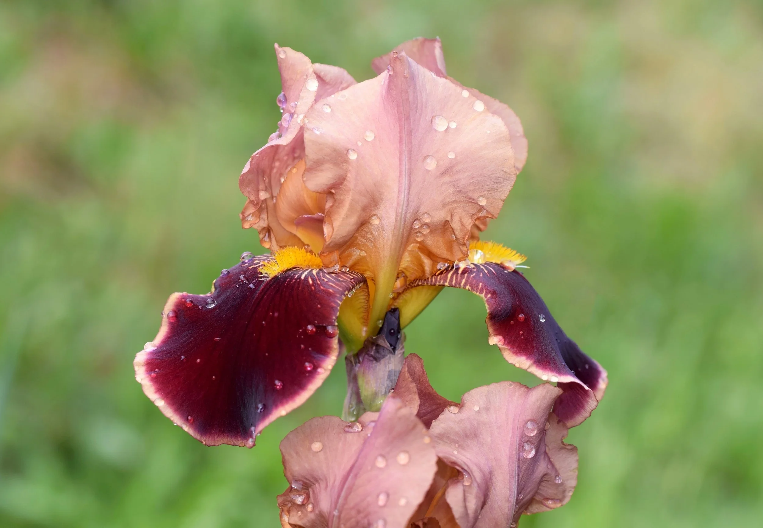 Iris 'Benton Old Madrid'