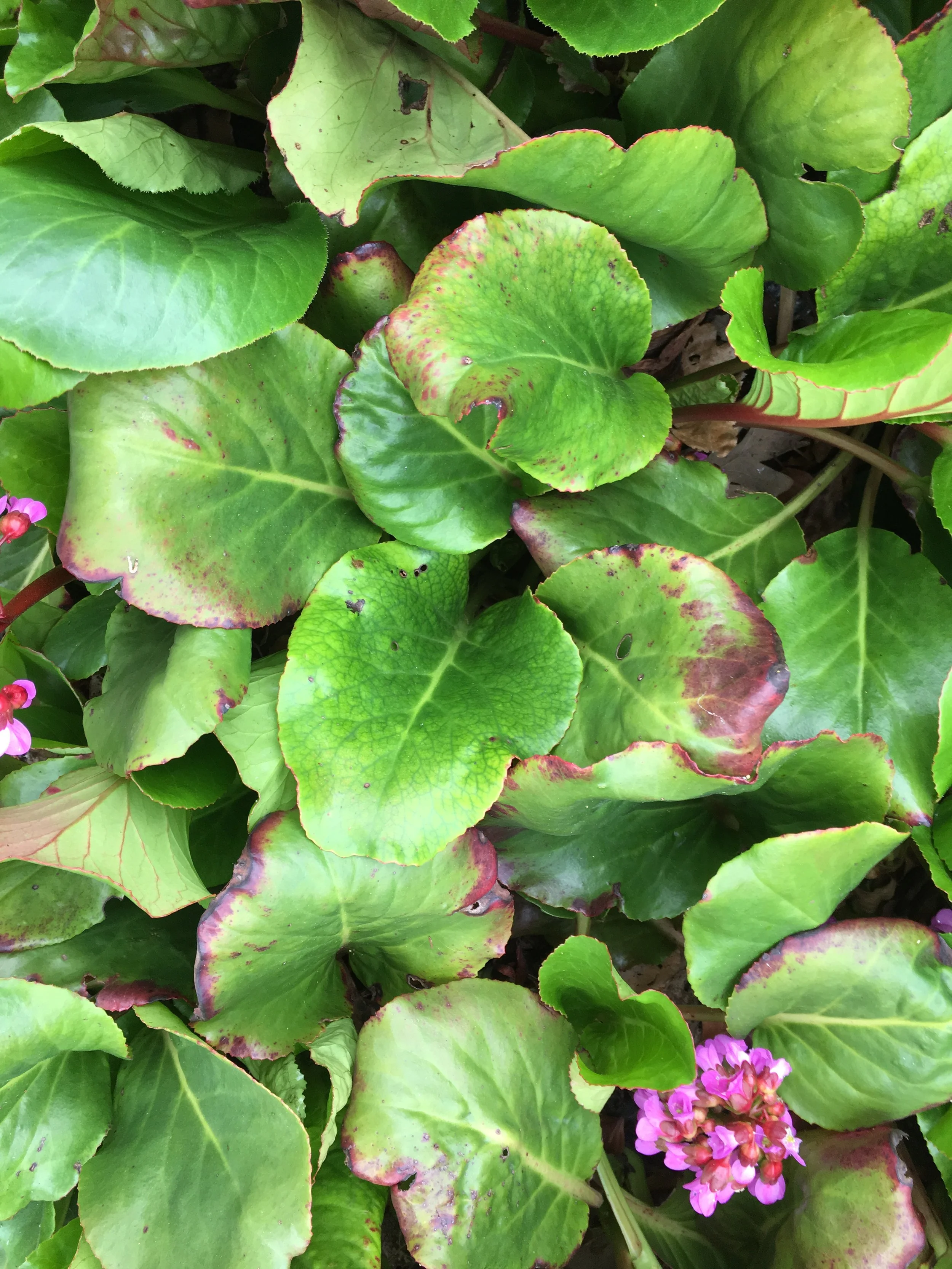 Bergenia 'Overture'