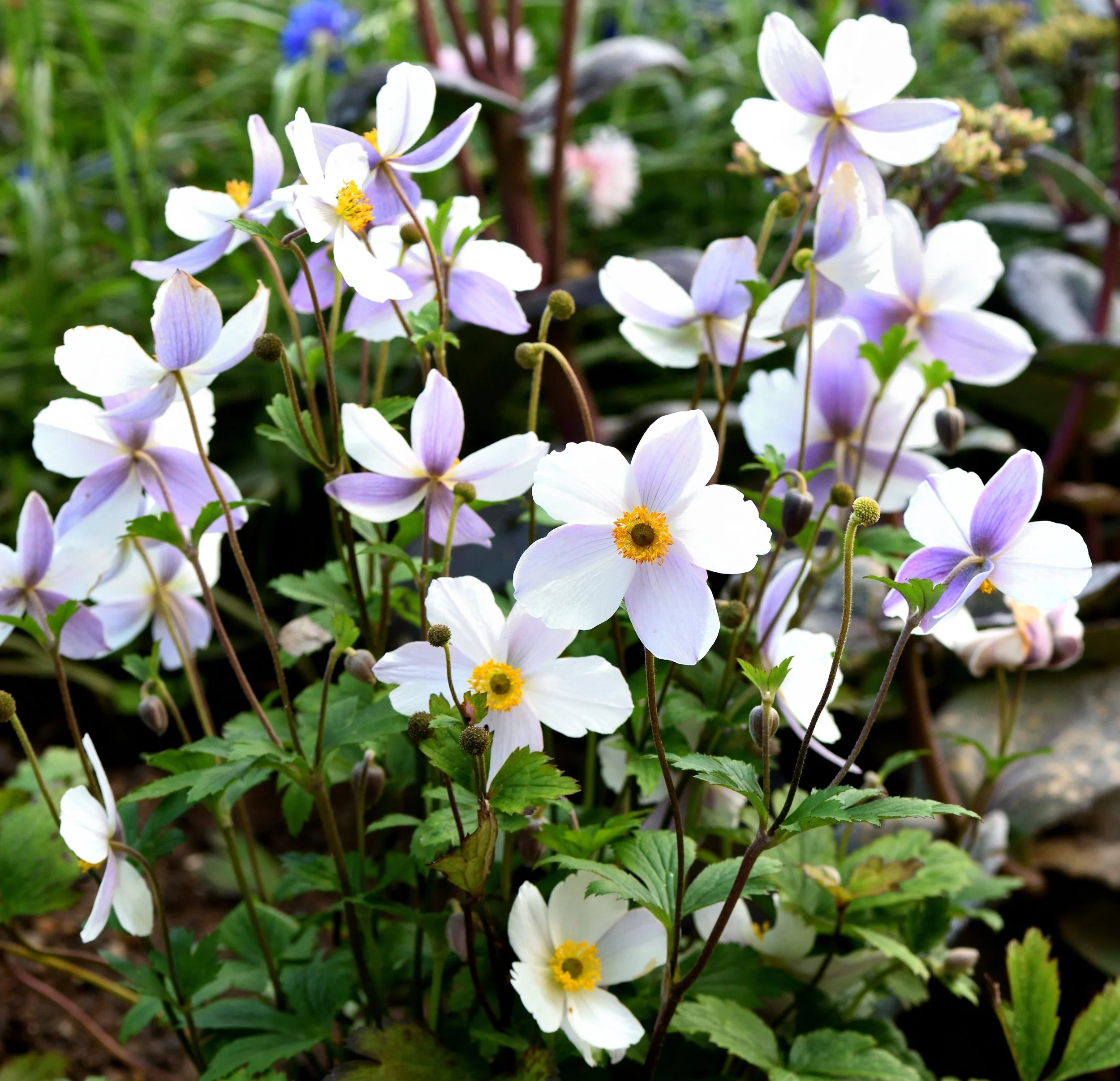 Anemone ‘Wild Swan’ 