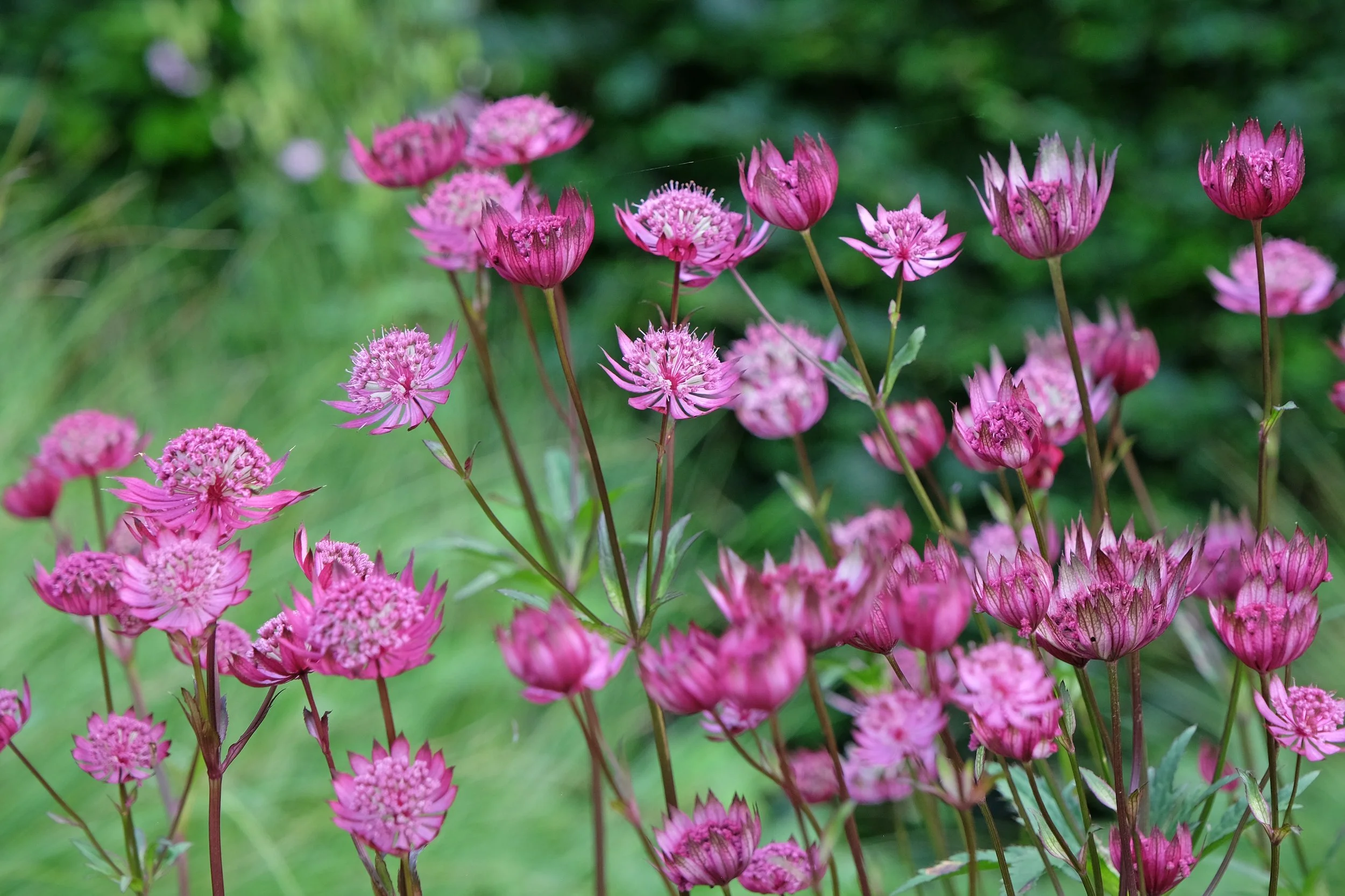 Astrantia major 'Claret'