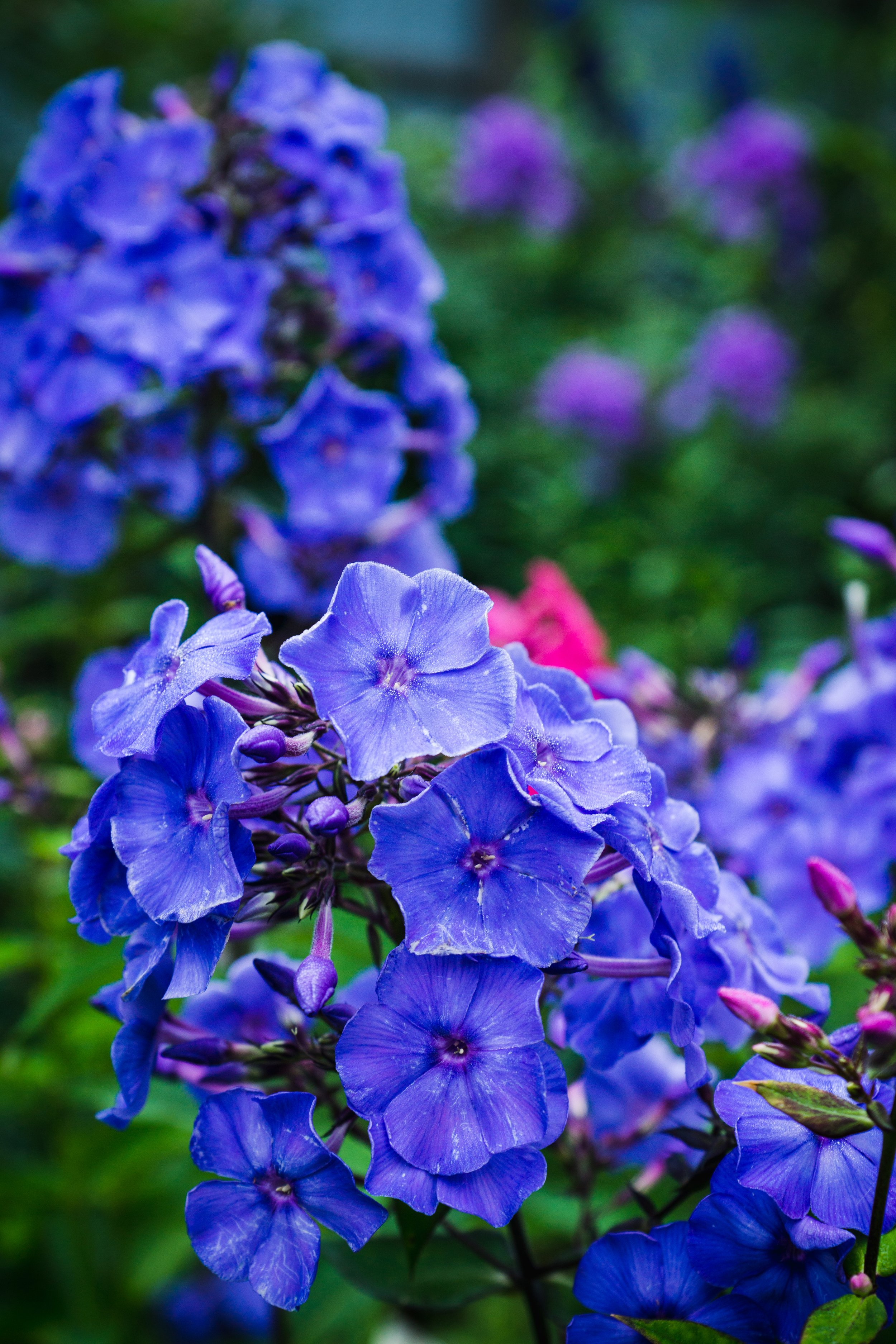 Phlox paniculata 'Blue Paradise'