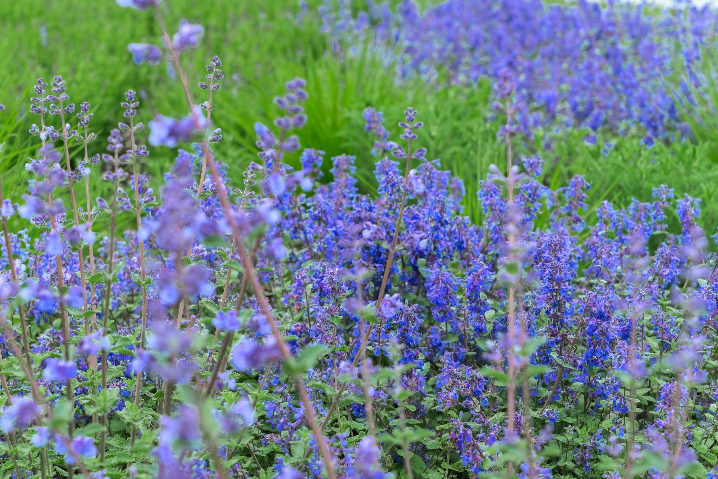 Nepeta × faassenii 'Purrsian Blue'