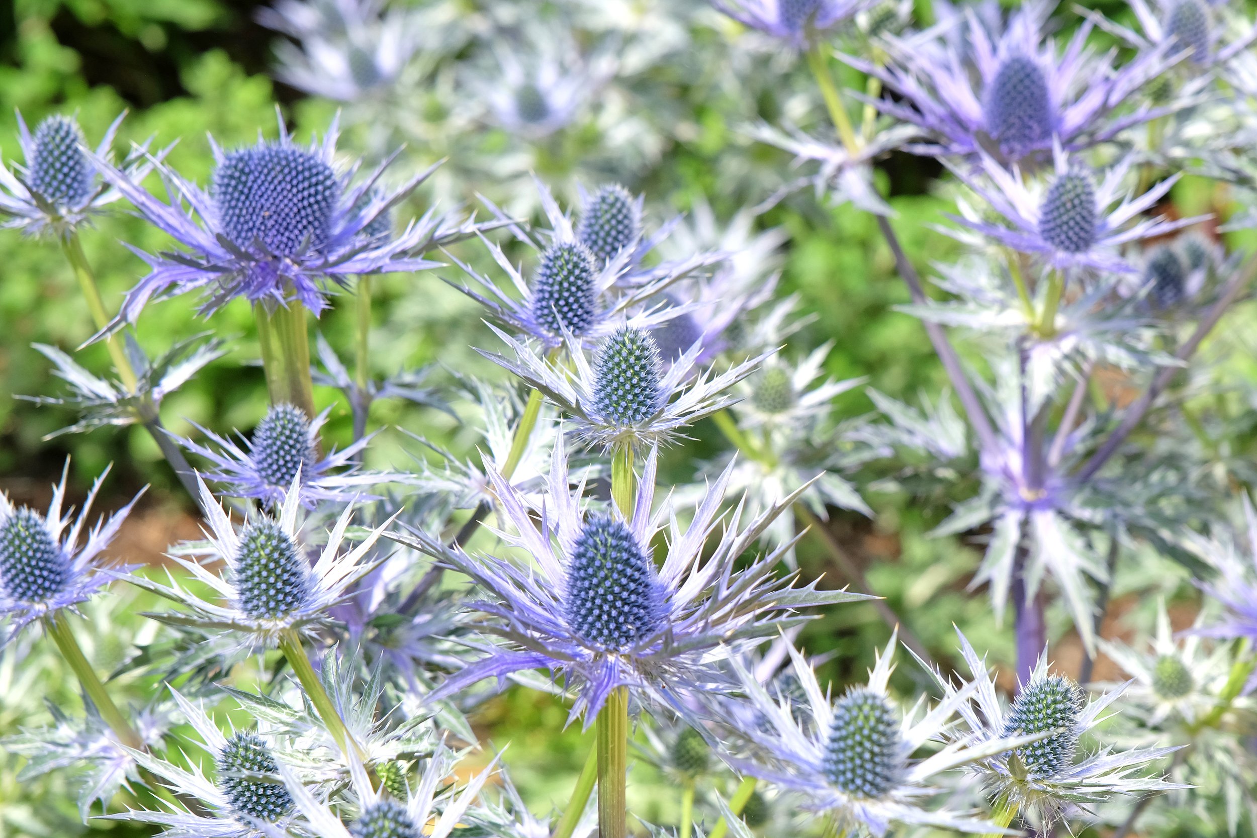 Eryngium × zabelii 'Big Blue'