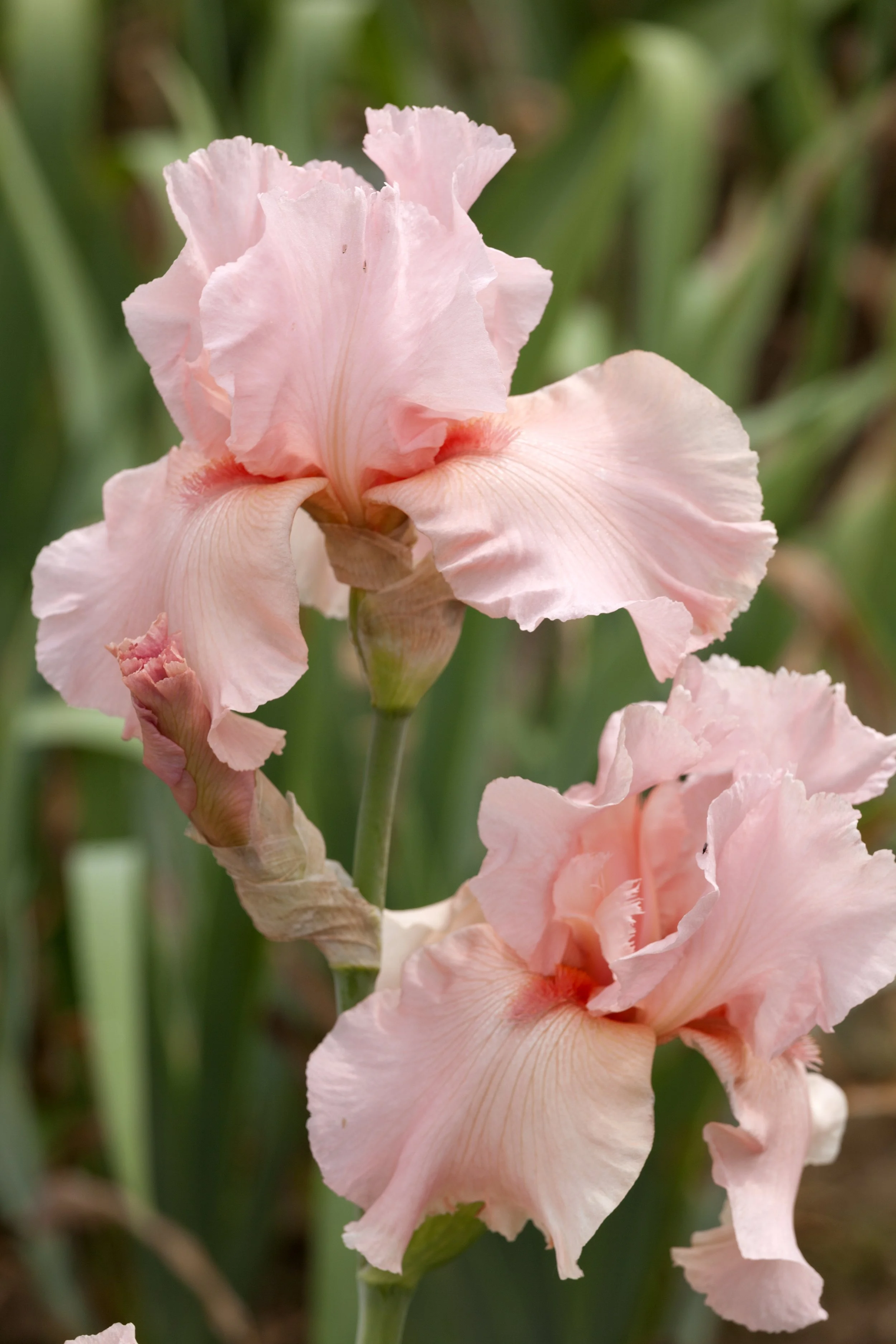 Iris 'Strathmore'