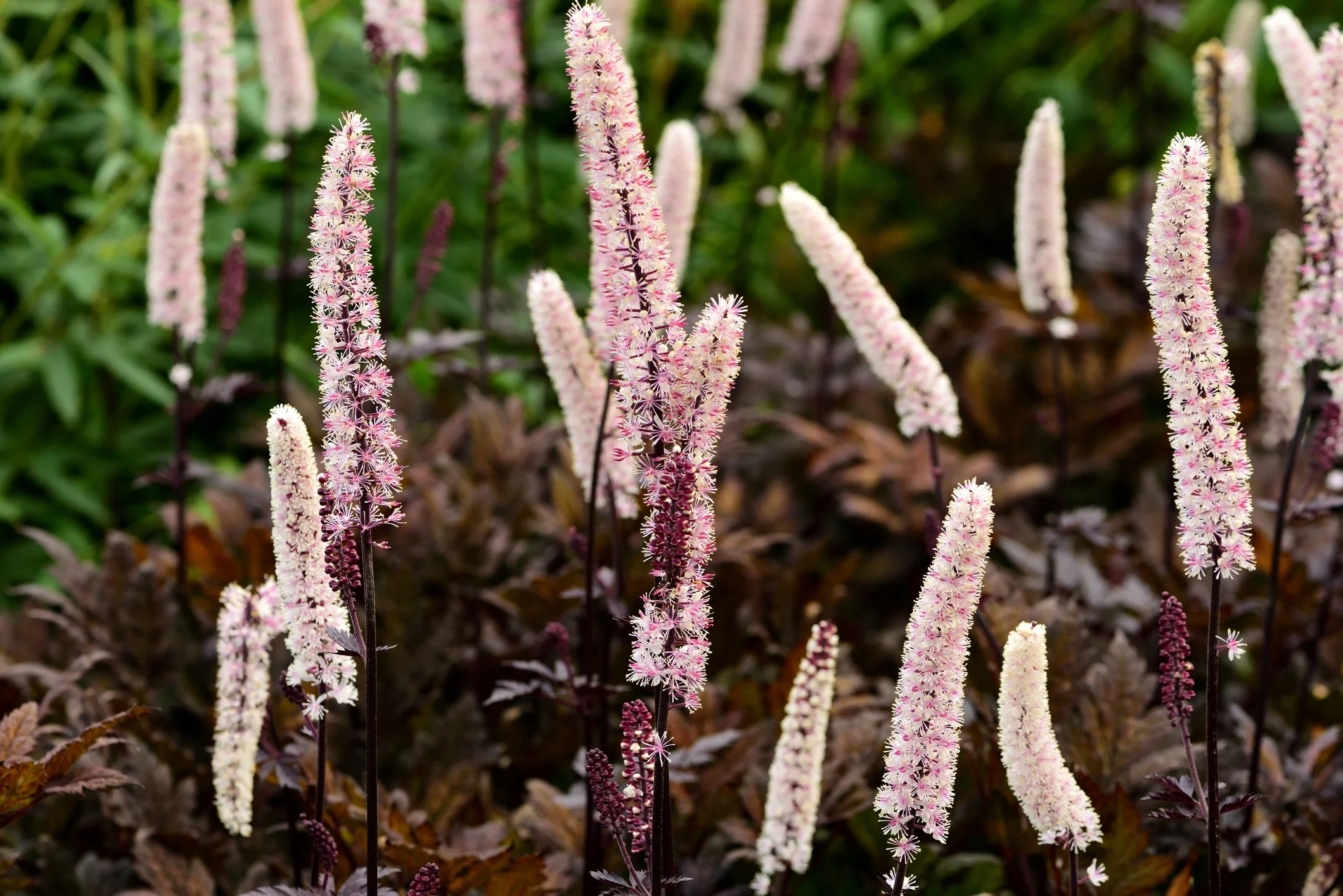 Actaea simplex (Atropurpurea group) 'Brunette'