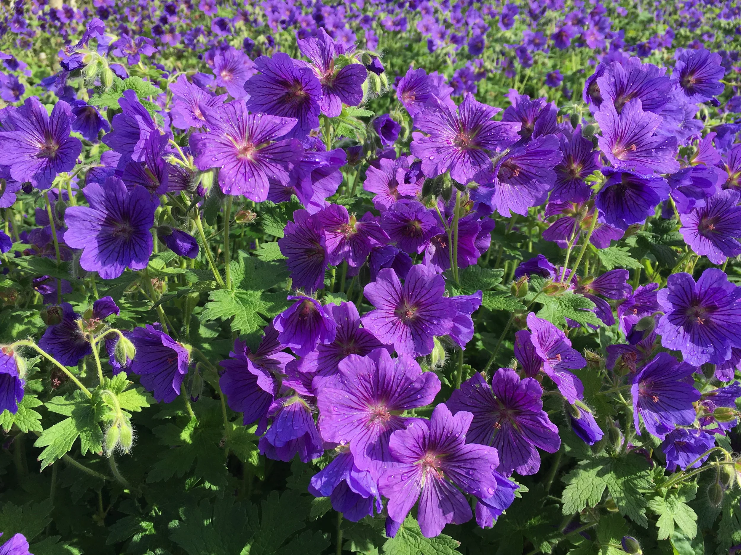 Geranium × magnificum 'Rosemoor'