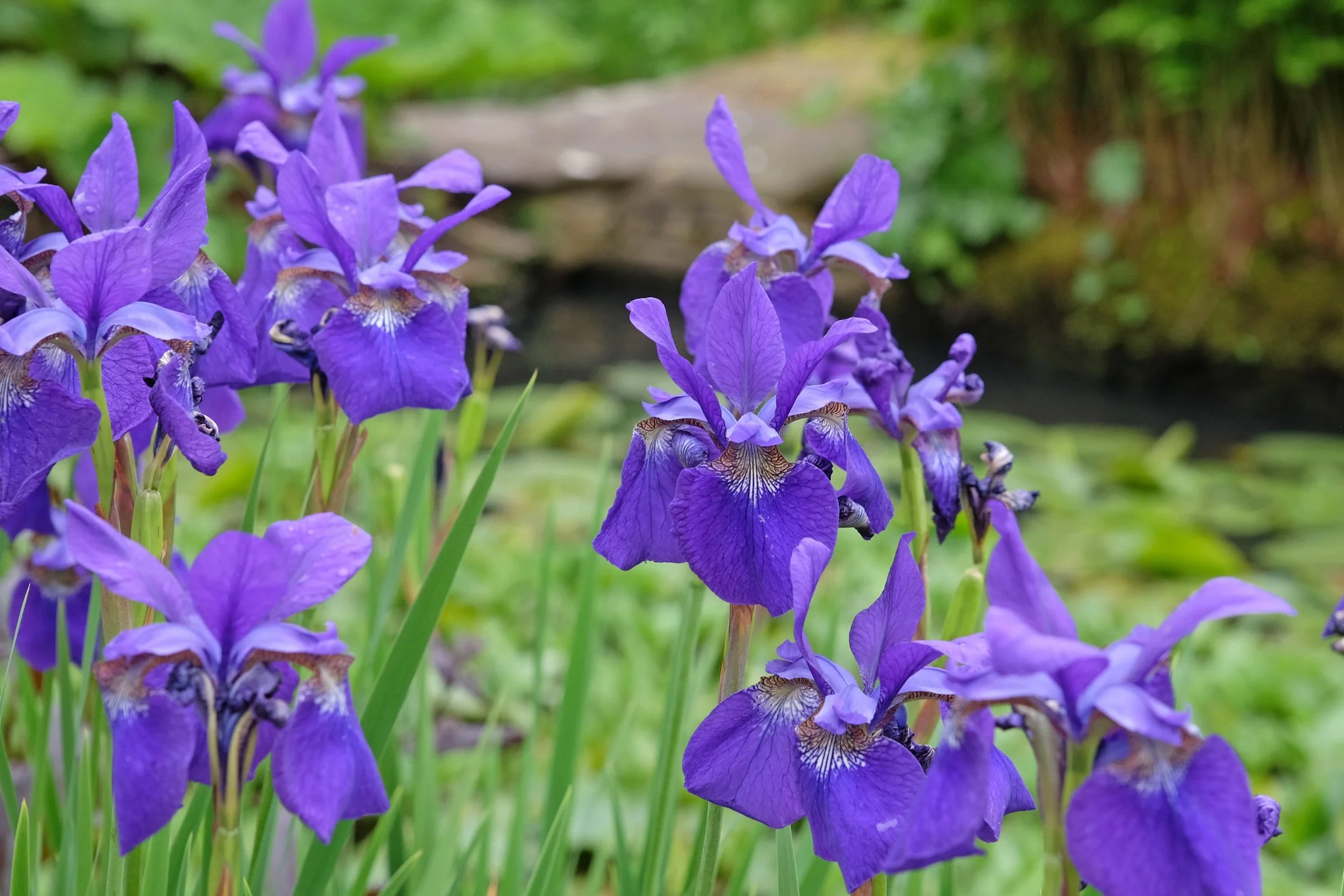 Iris 'Caesar's Brother'