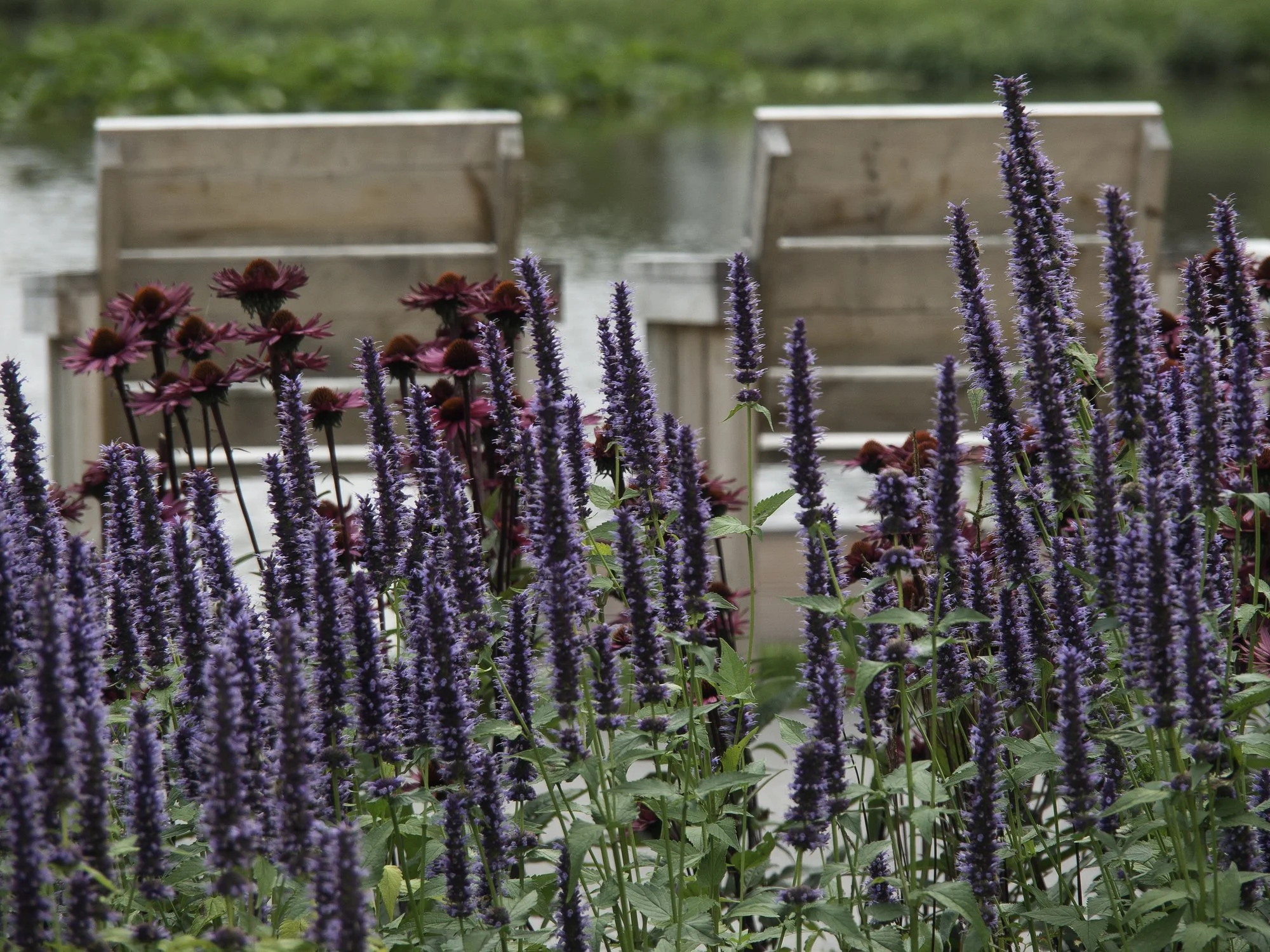 Agastache rugosa 'Liquorice Blue'