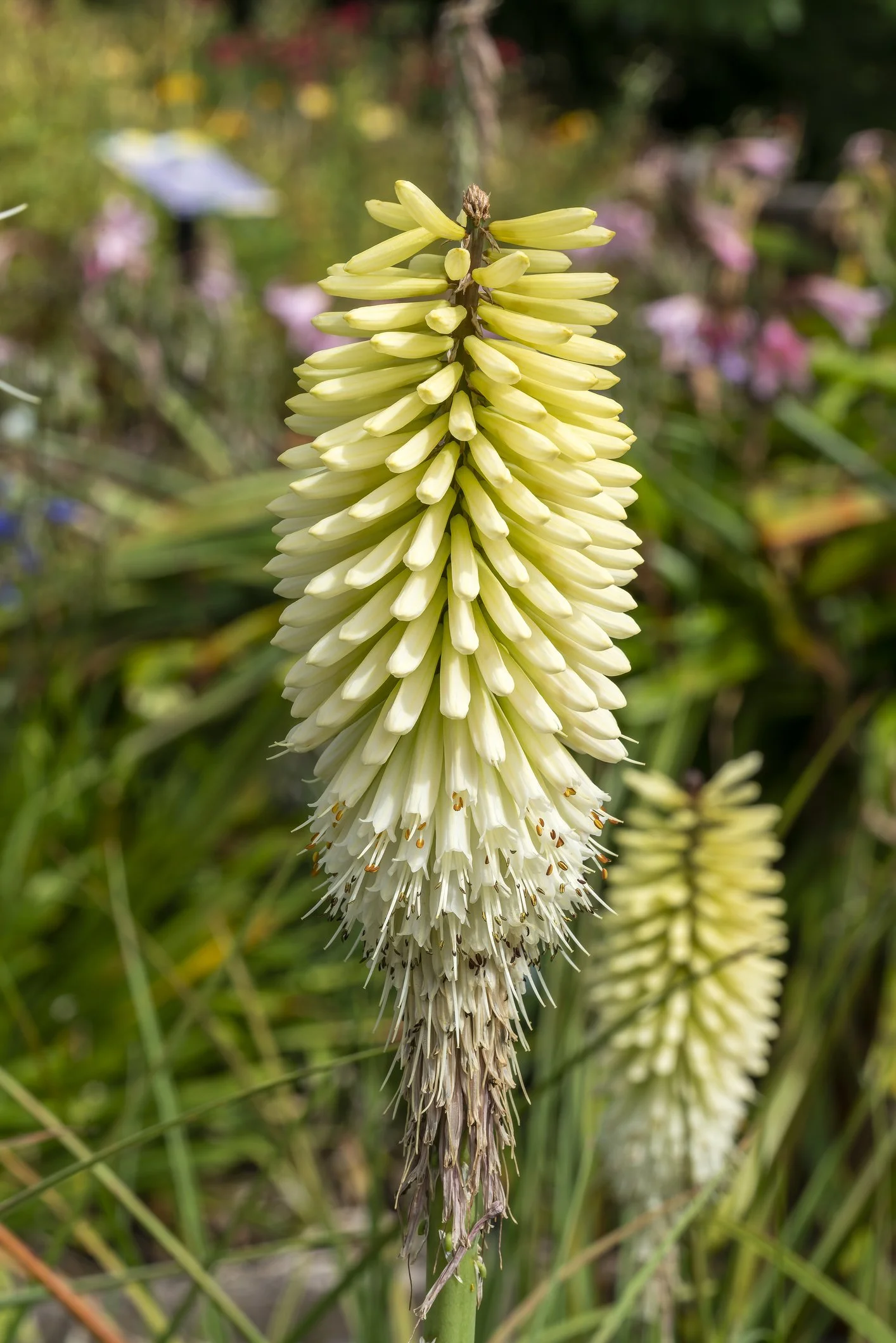 Kniphofia 'Ice Queen'