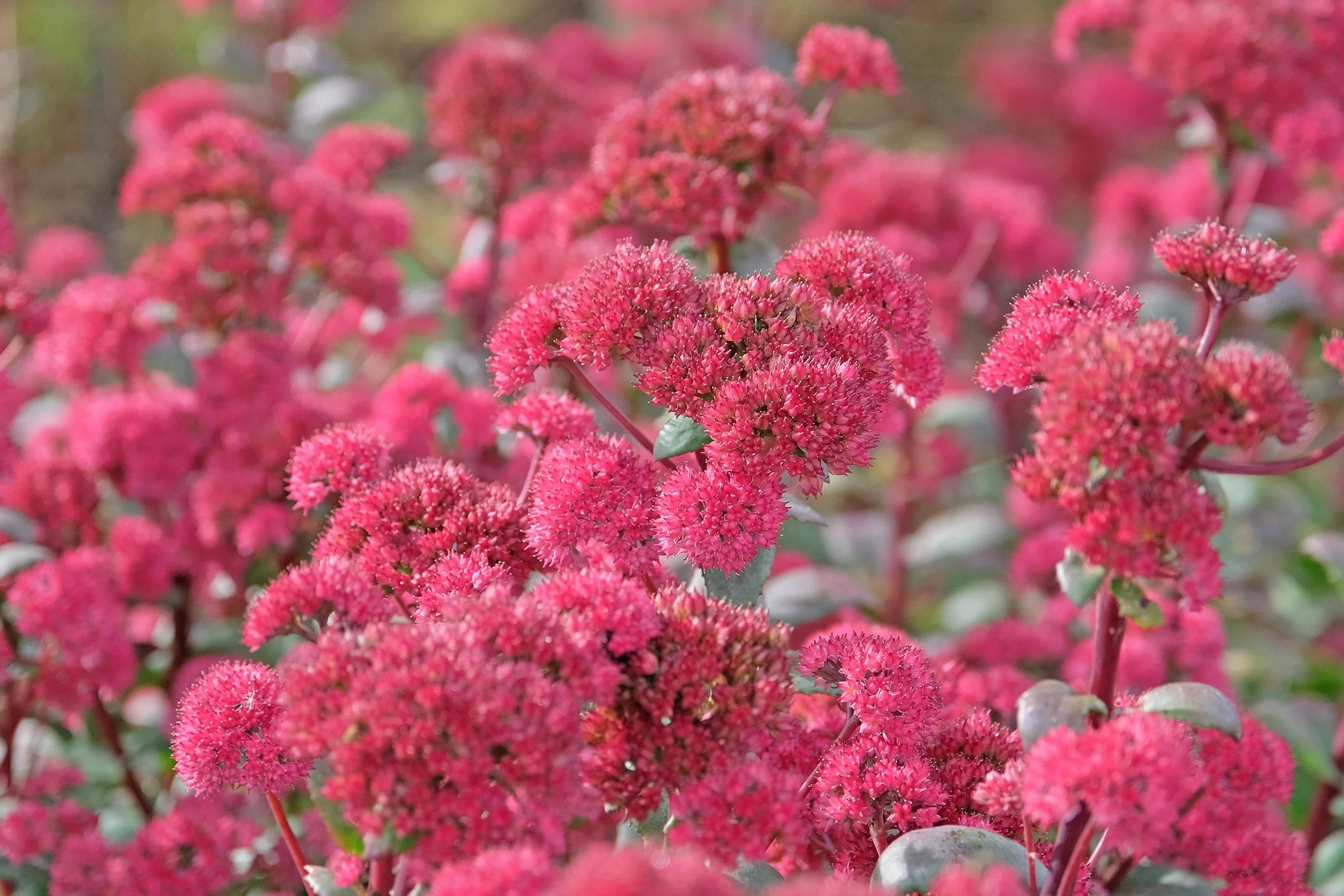 Sedum hylotelephium 'Red Cauli’